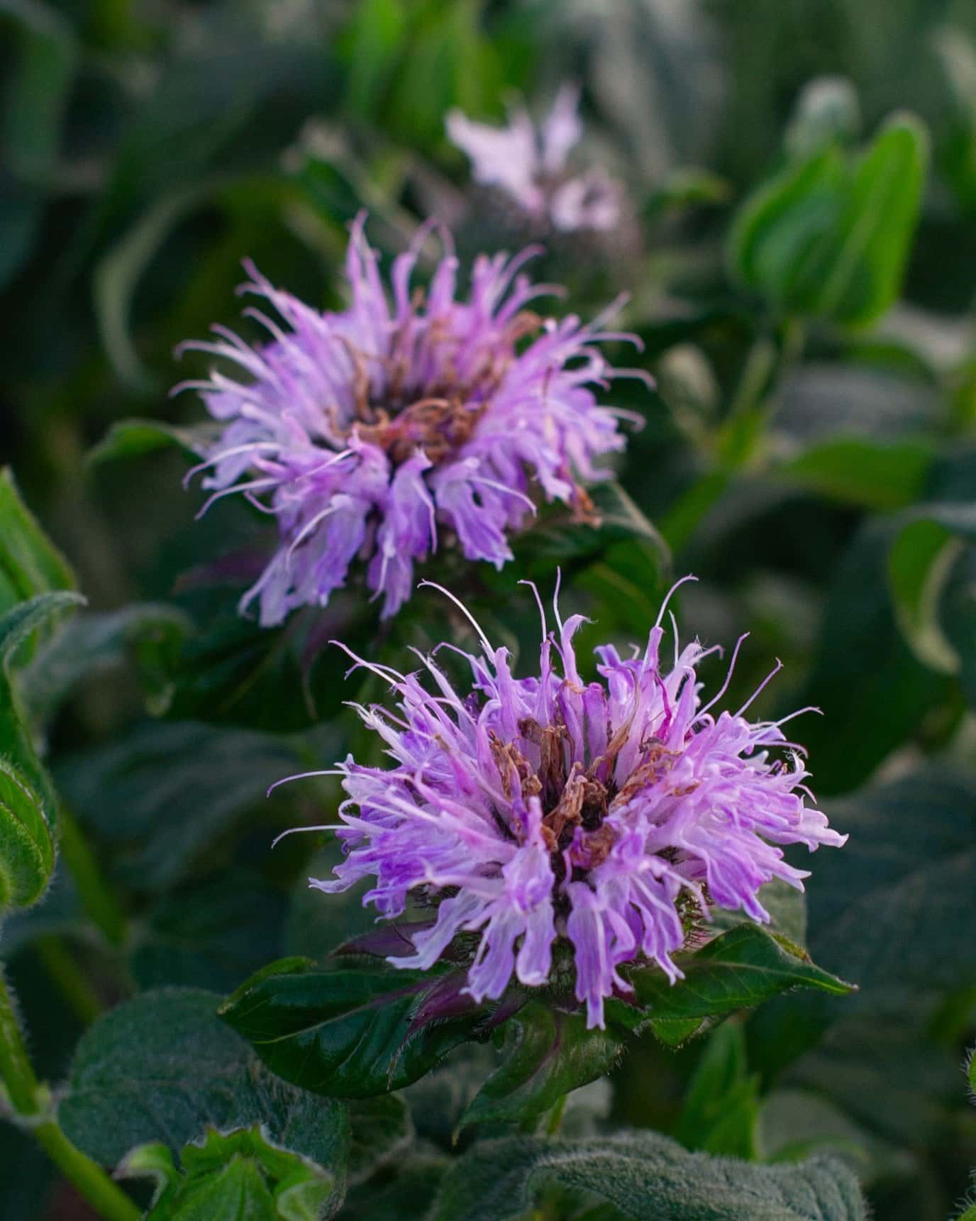 Sugar Buzz Blue Moon Monarda - Main Image