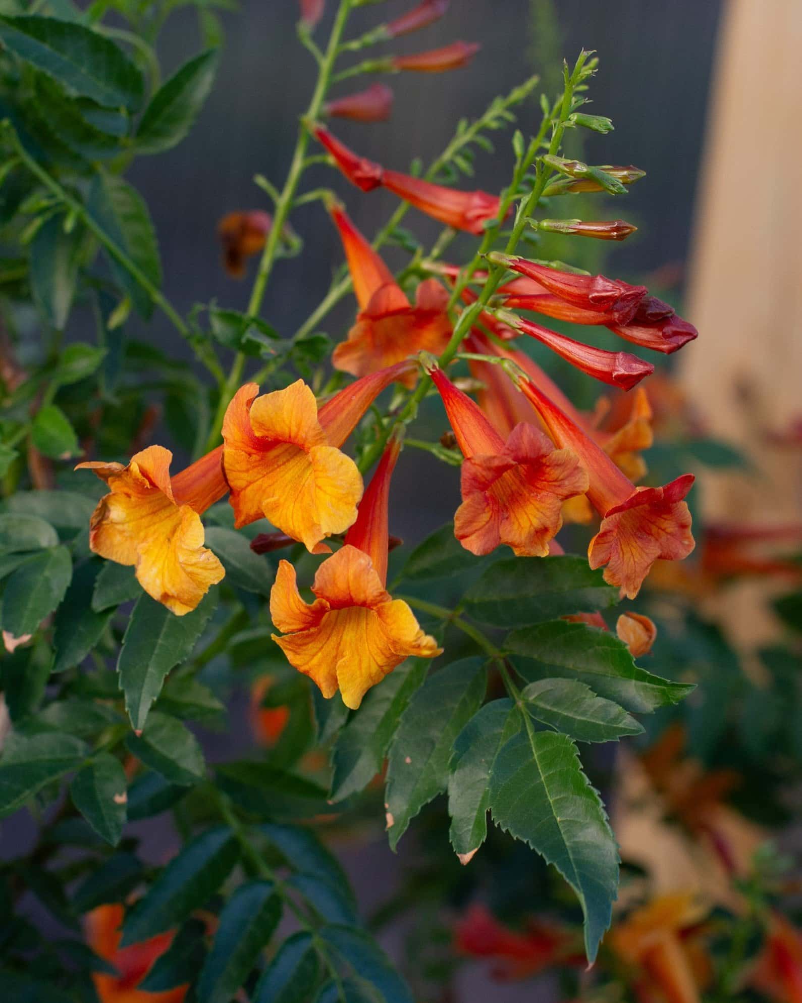 Chicklet Orange Esperanza - Main Image