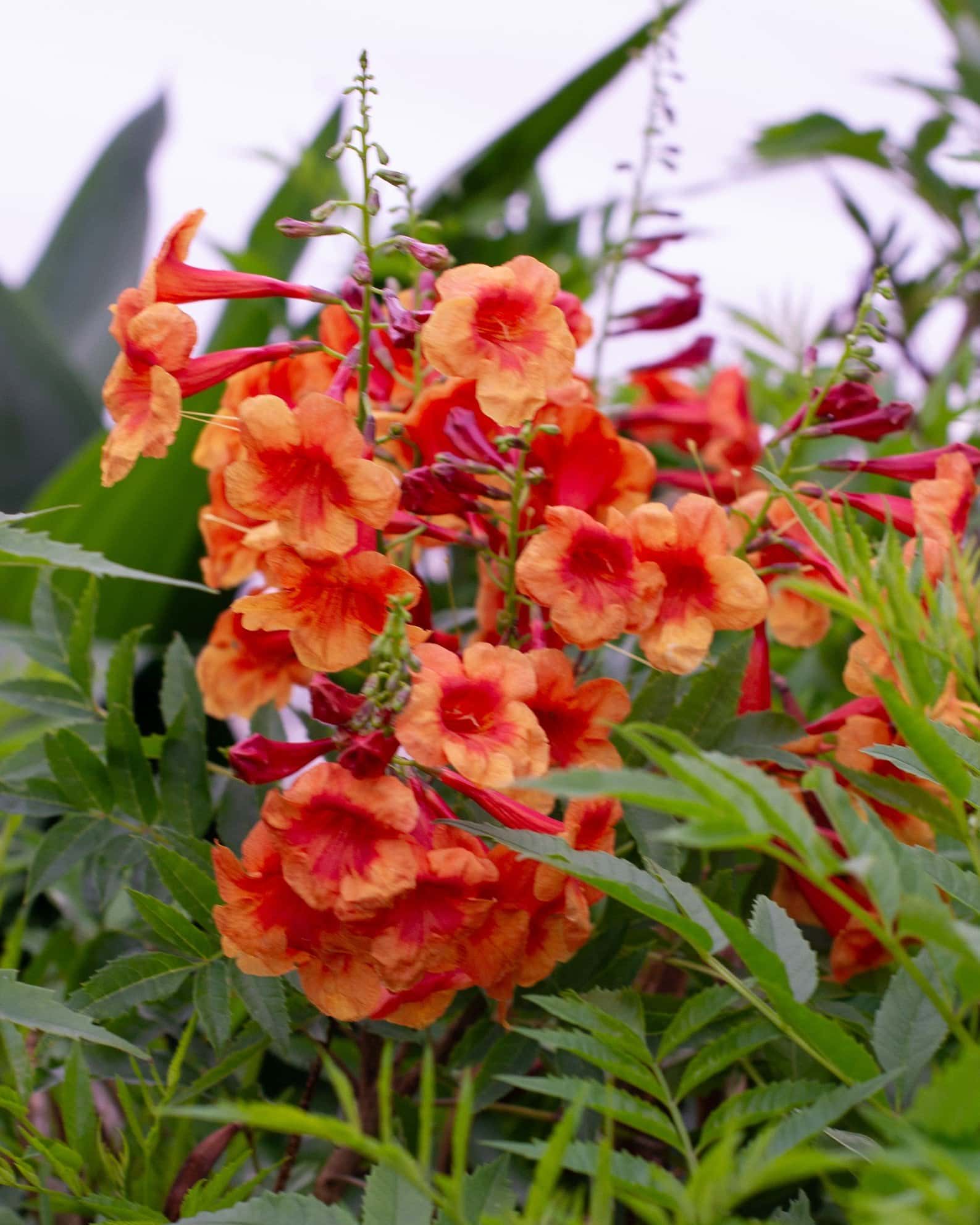 Kalama Blood Orange Esperanza - Main Image