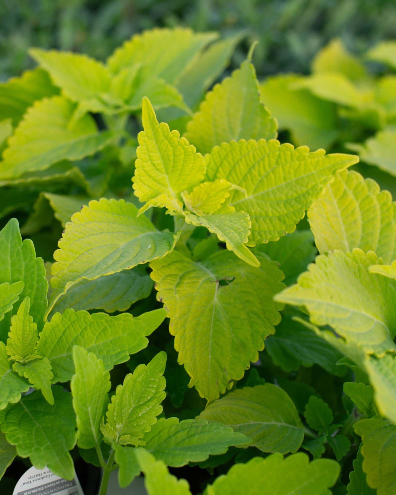 ColorBlaze Lime Time Coleus - Main Image