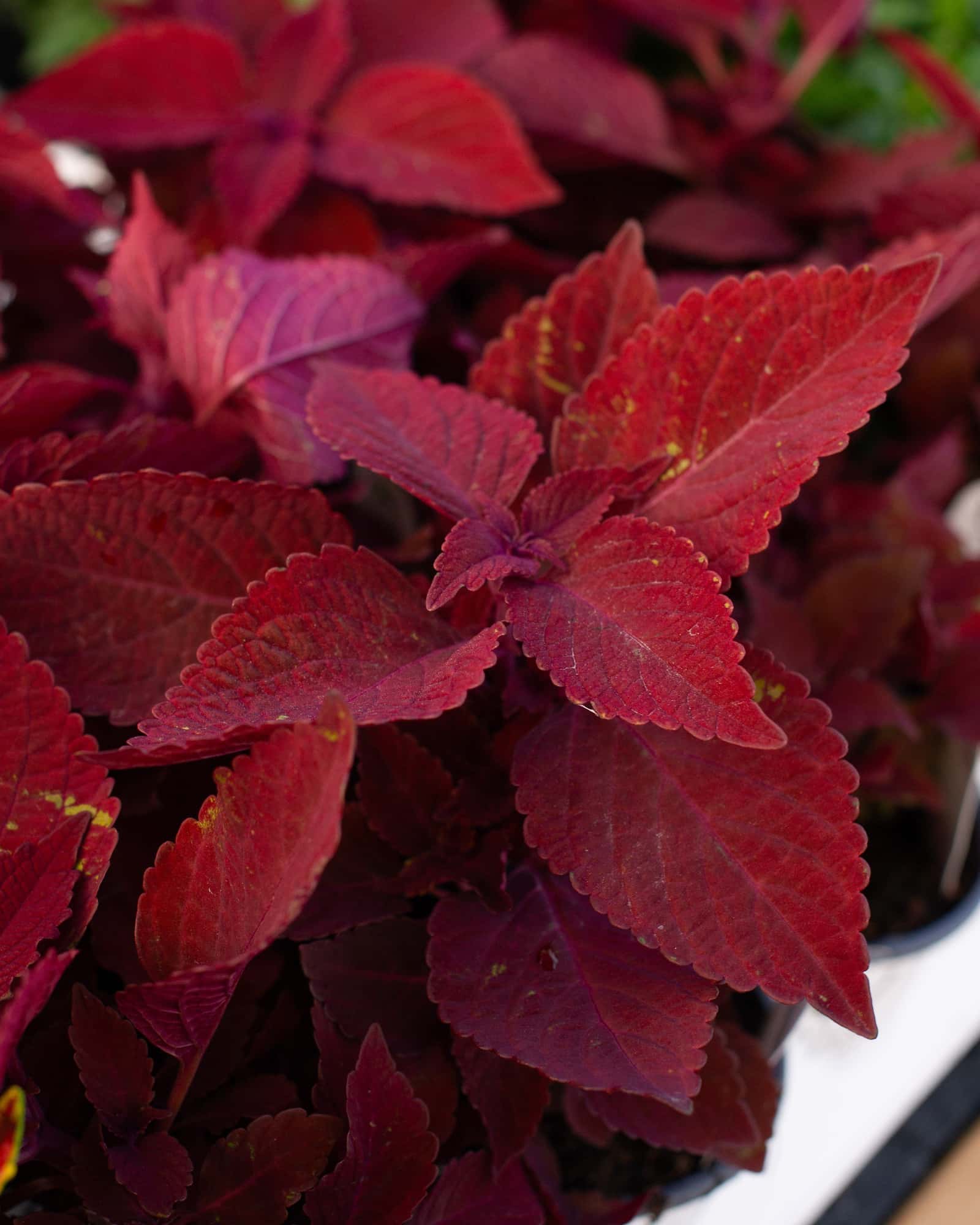 ColorBlaze Rediculous Coleus - Main Image