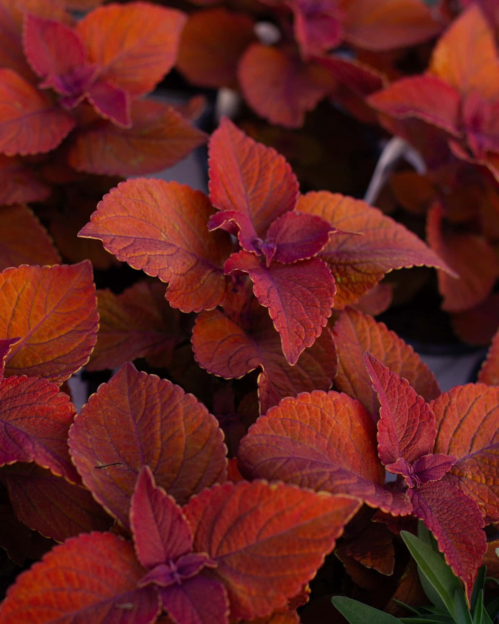ColorBlaze Sedona Sunset Coleus - Main Image