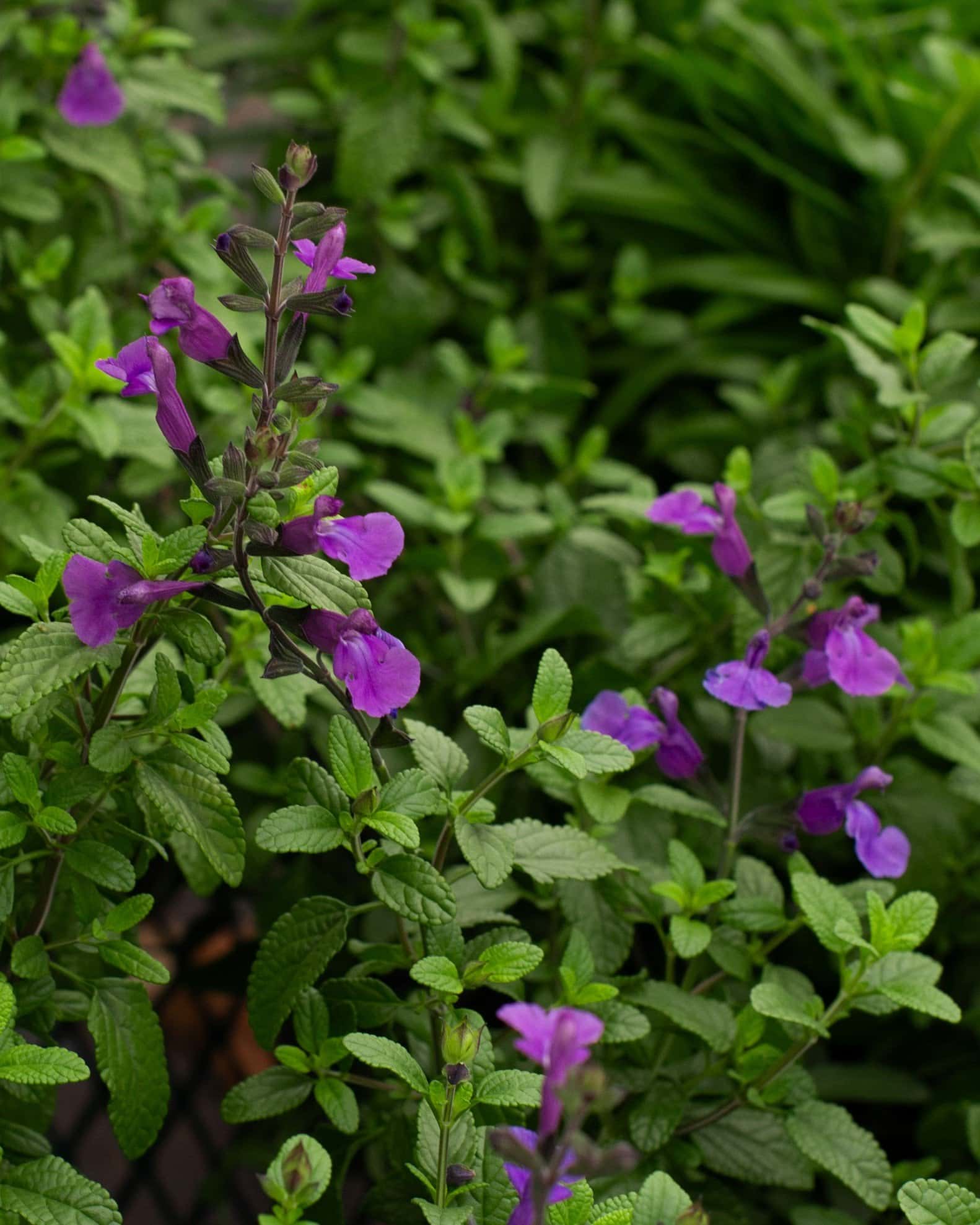 Cool Violet Salvia - Main Image
