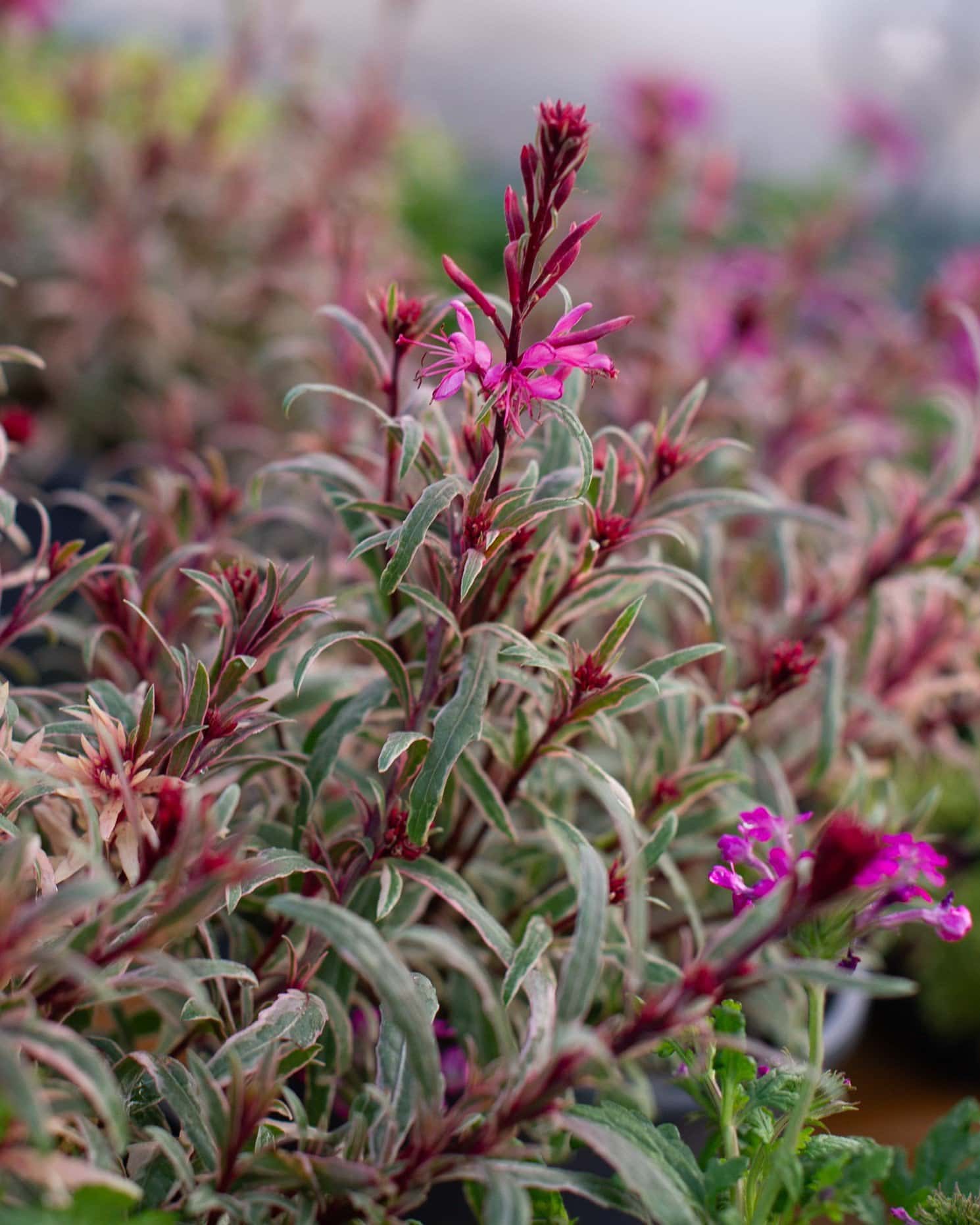 Gambit Variegated Rose Gaura - Main Image