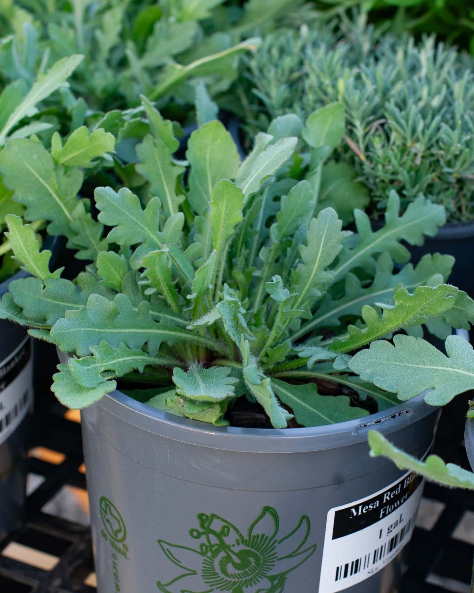 Mesa Red Blanket Flower - Main Image