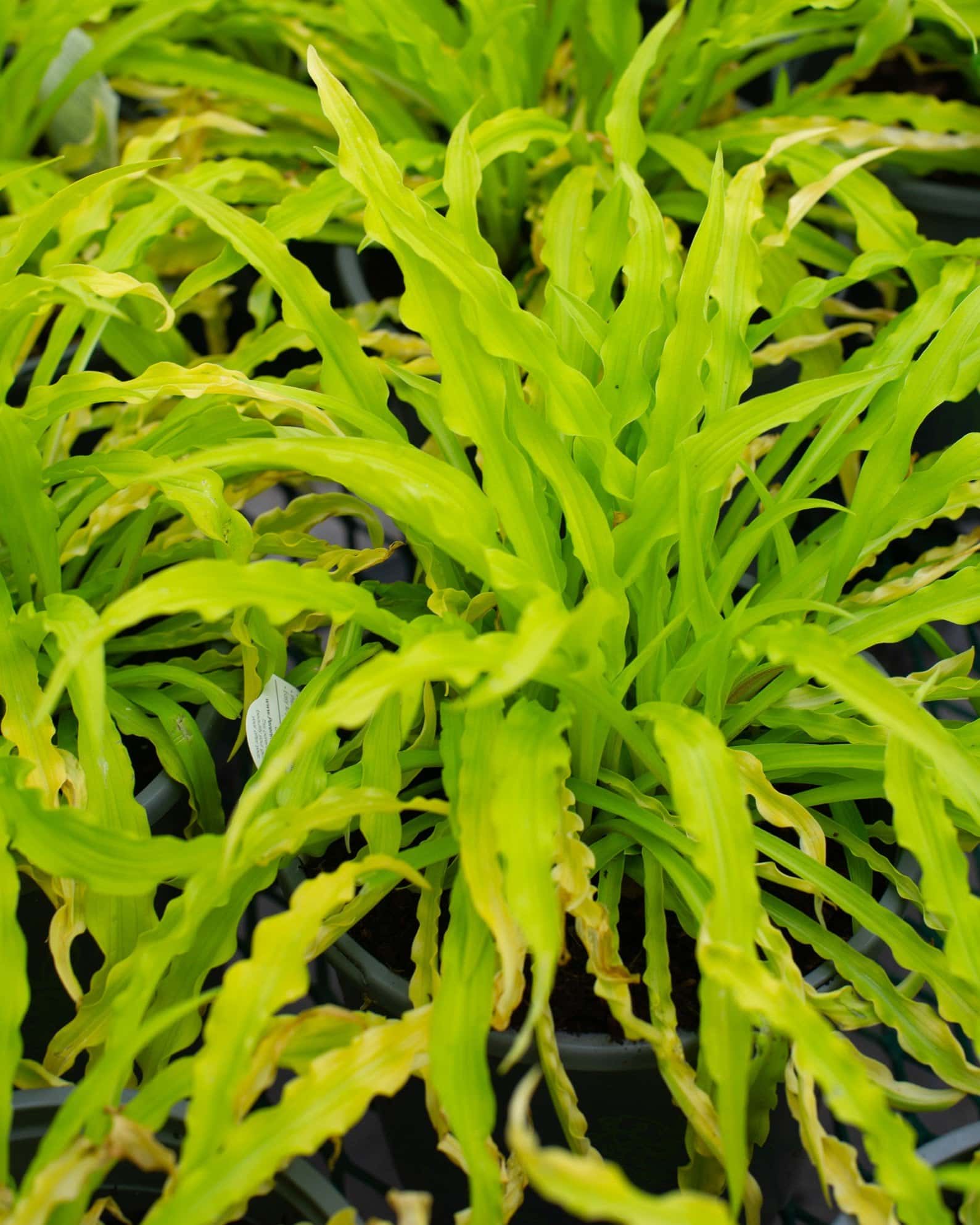 Party Streamers Hosta - Main Image