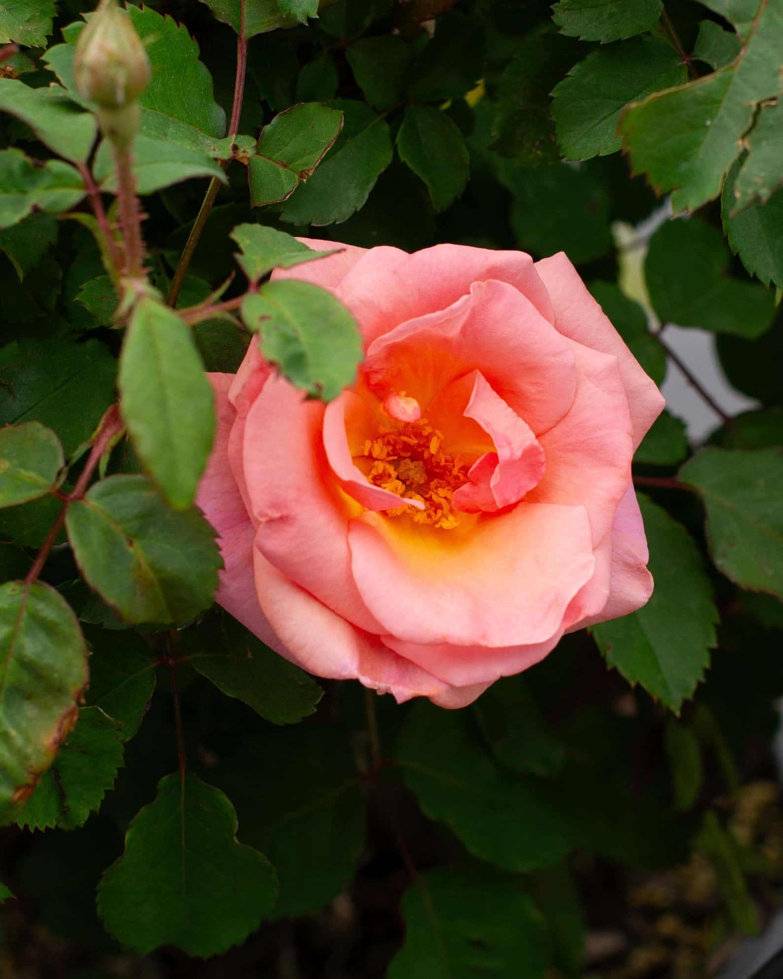 Peachy Knock Out Rose - Main Image