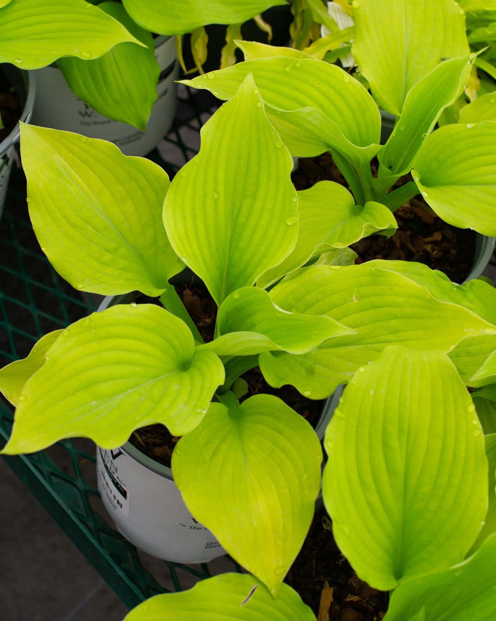 Shadowland Coast to Coast Hosta - Main Image