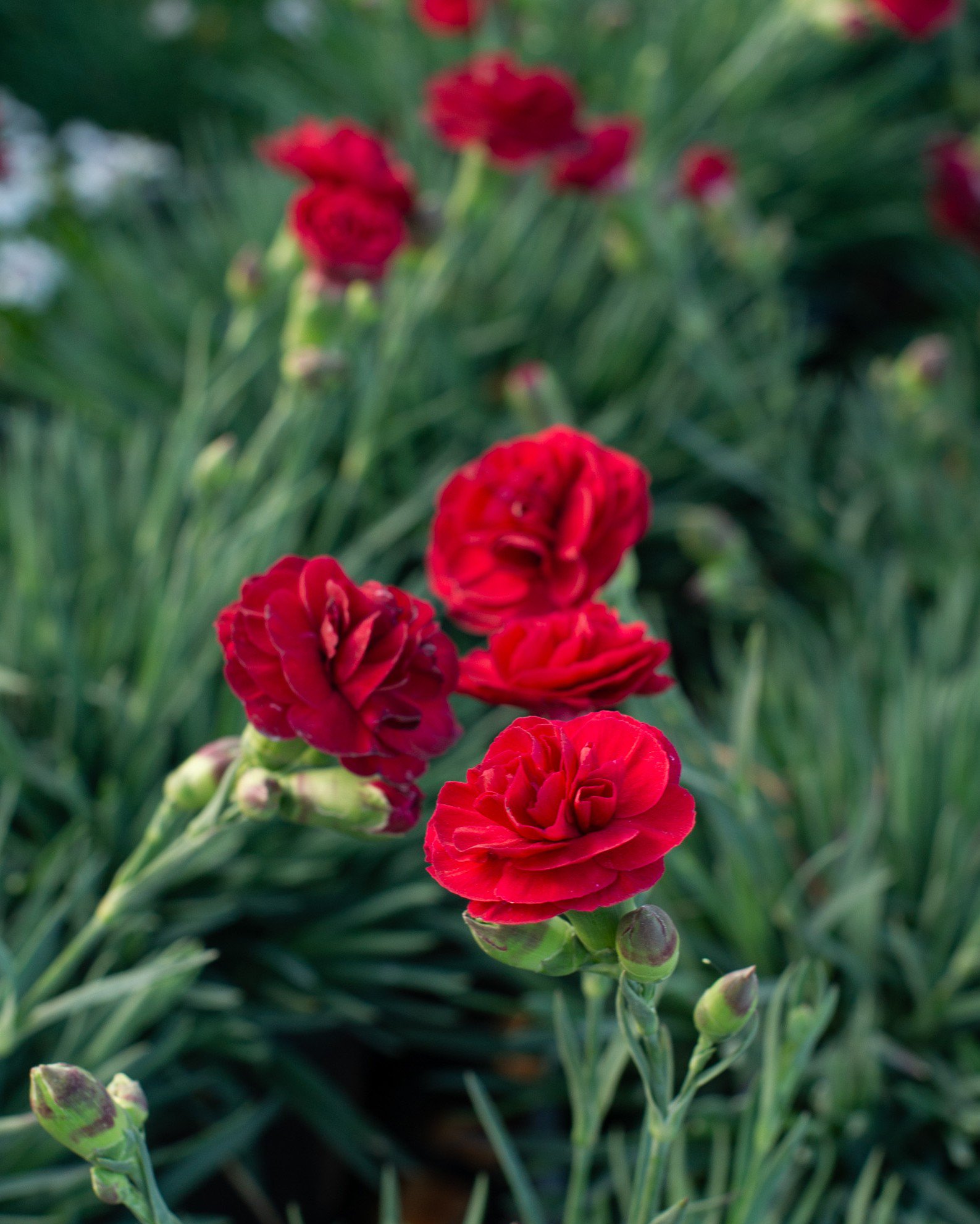 Scent First Passion Dianthus - Main Image