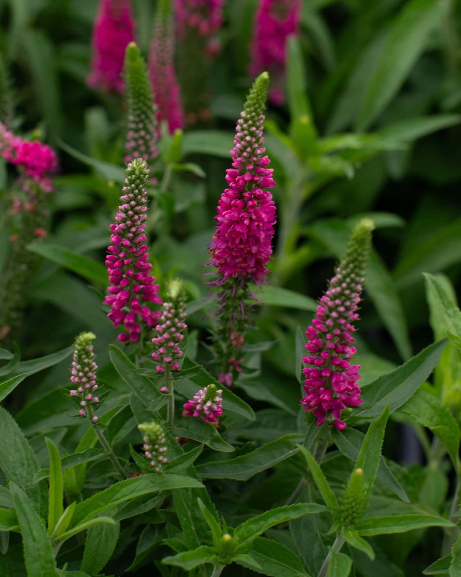 Vernique Raspberry Veronica - Main Image