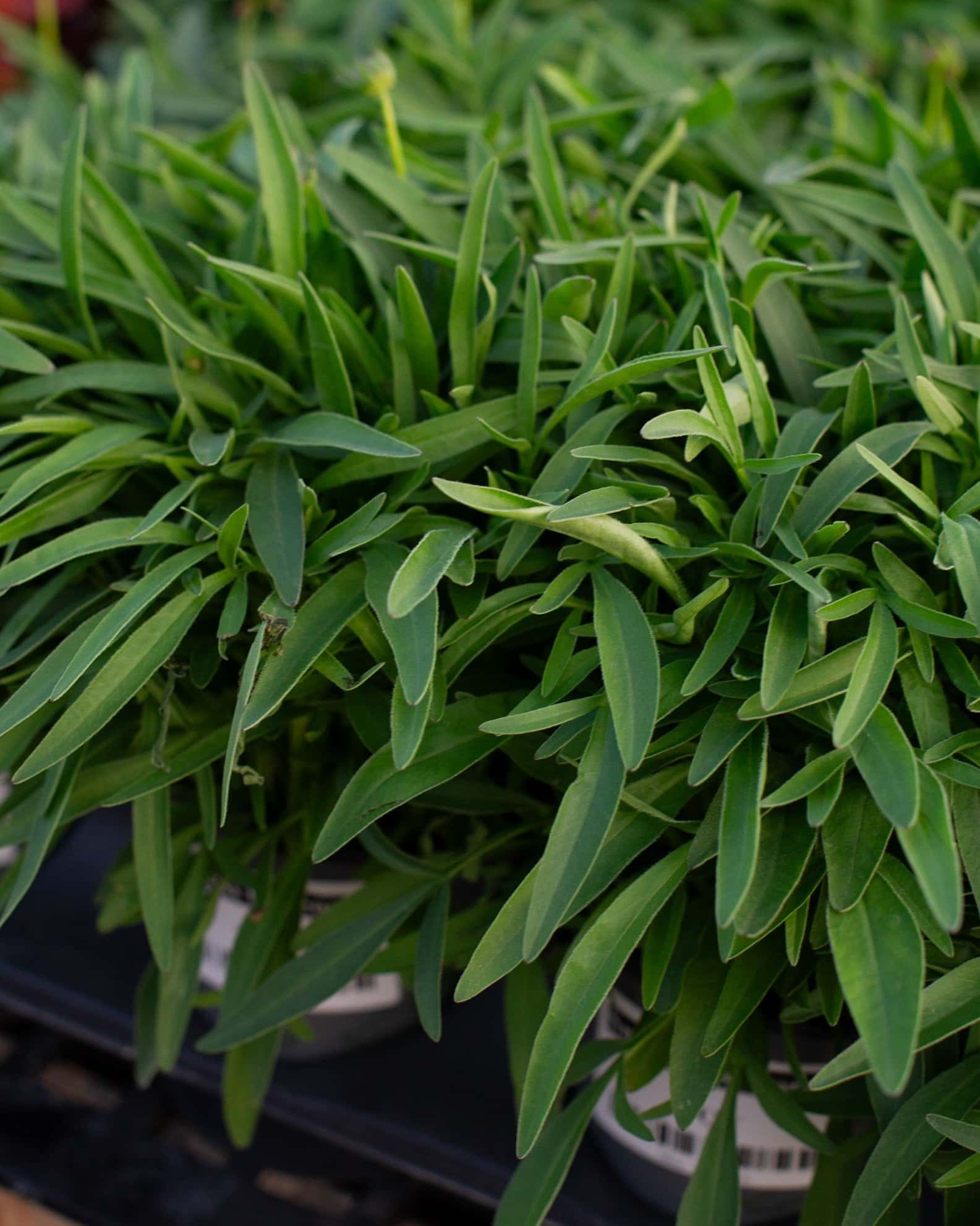 Sunkiss Coreopsis - Main Image
