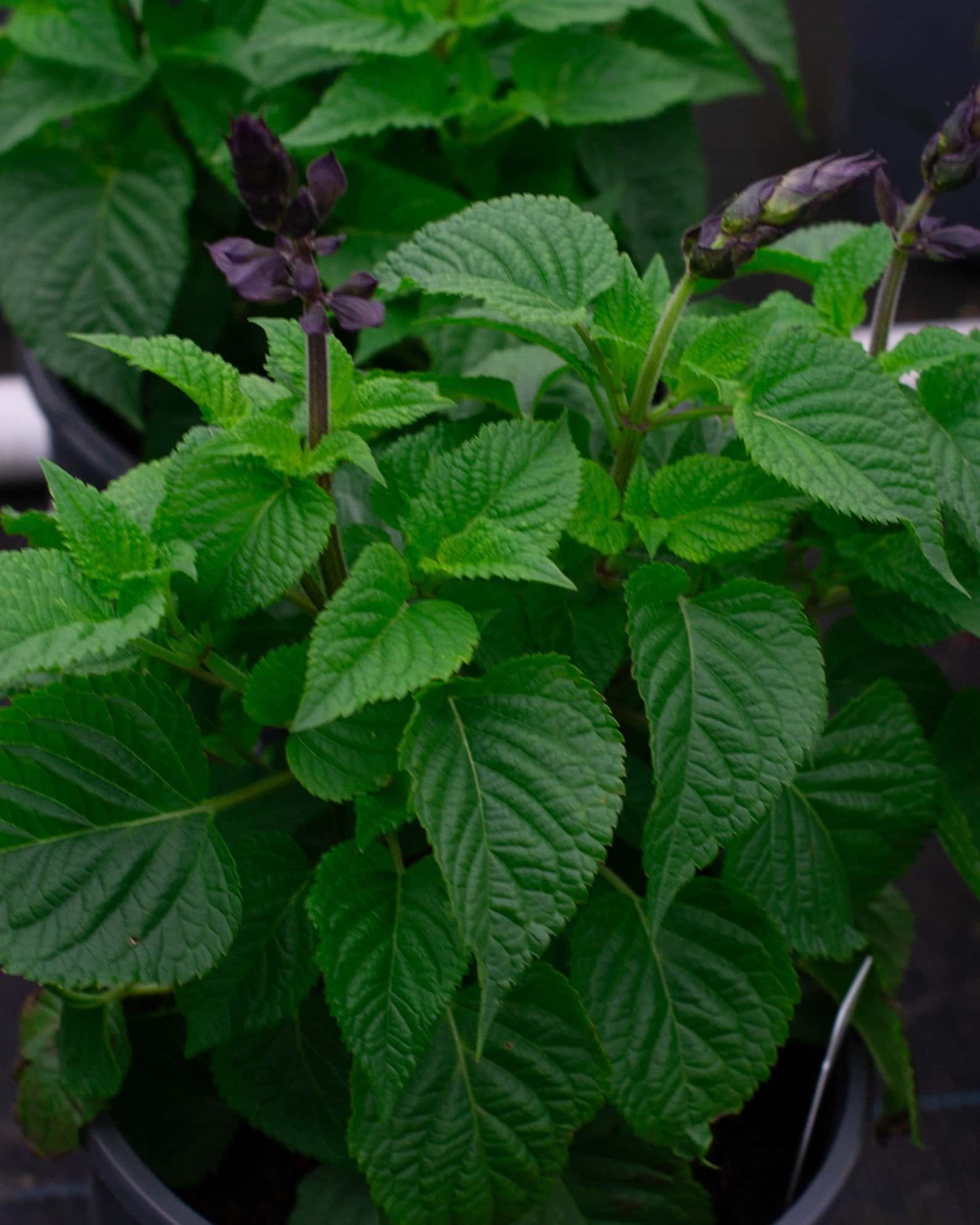 Salgoon Lake Blueberry Salvia - Main Image