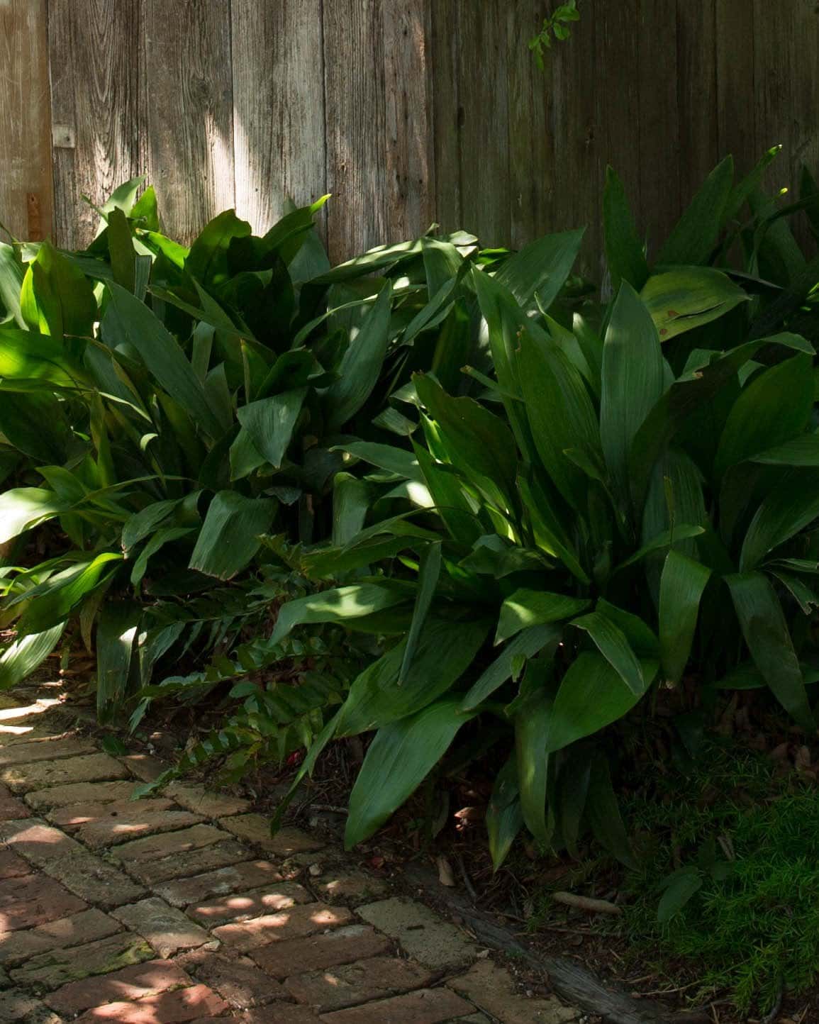 Cast Iron - Main Image