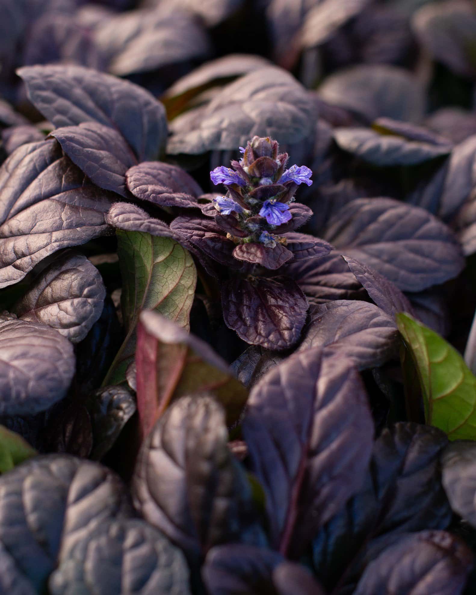 Bronze Beauty Ajuga - Image 1