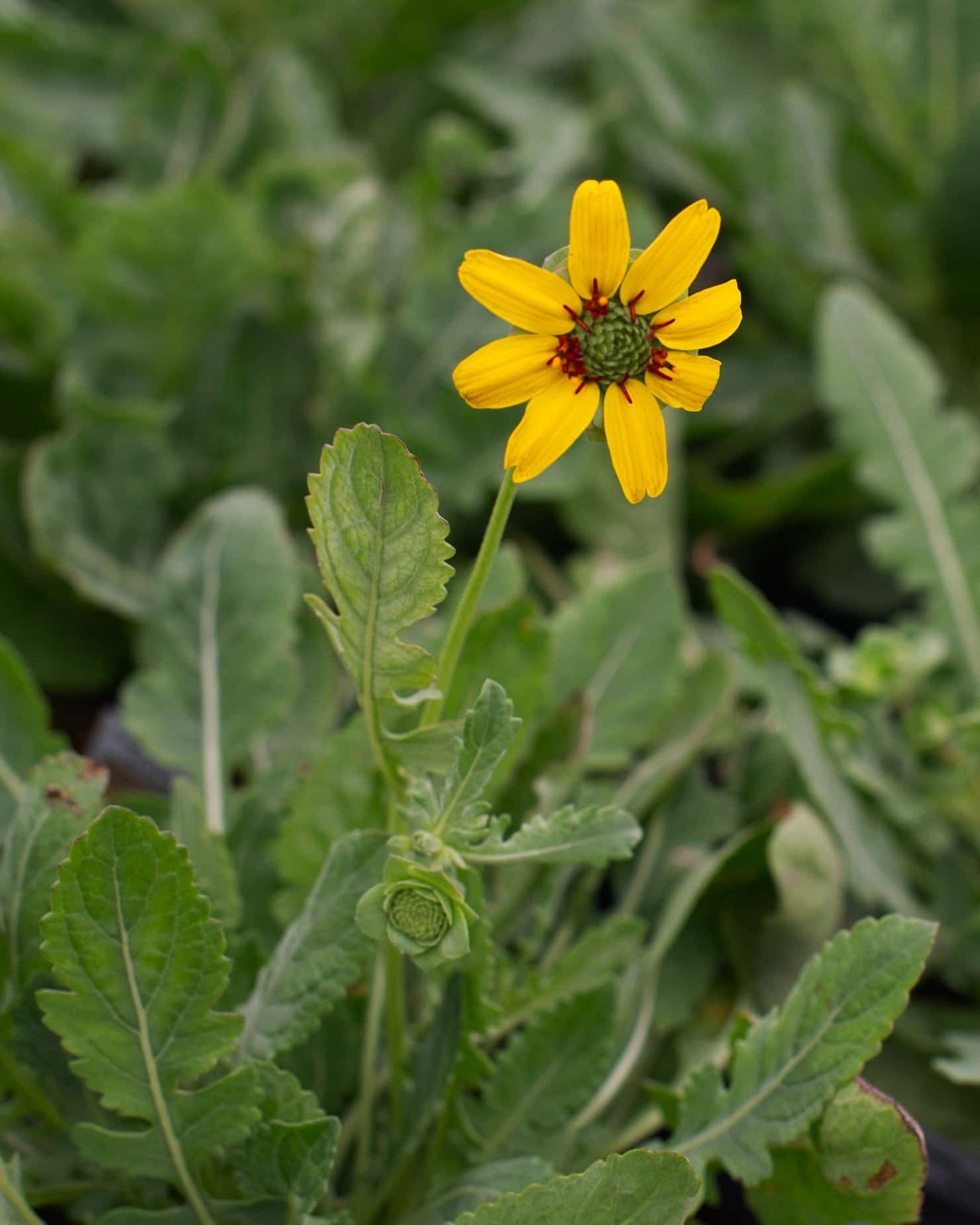 Chocolate Daisy - Main Image