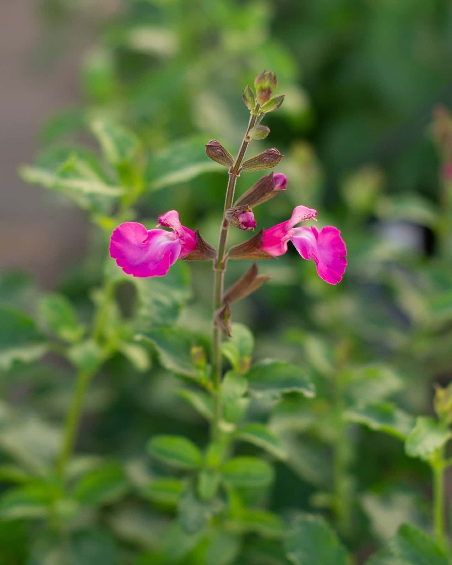 Cool Pink Salvia - Main Image