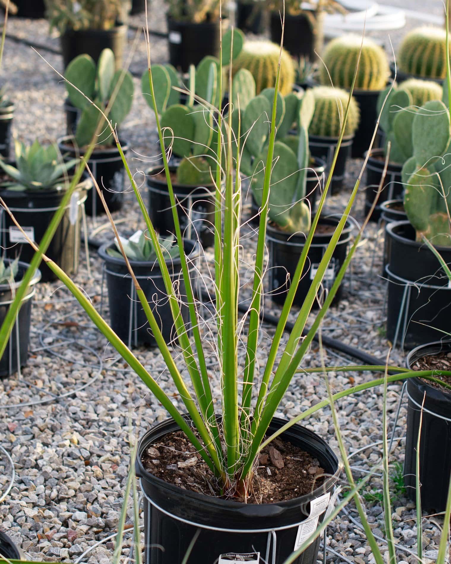 Giant Hesperaloe Yucca - Main Image