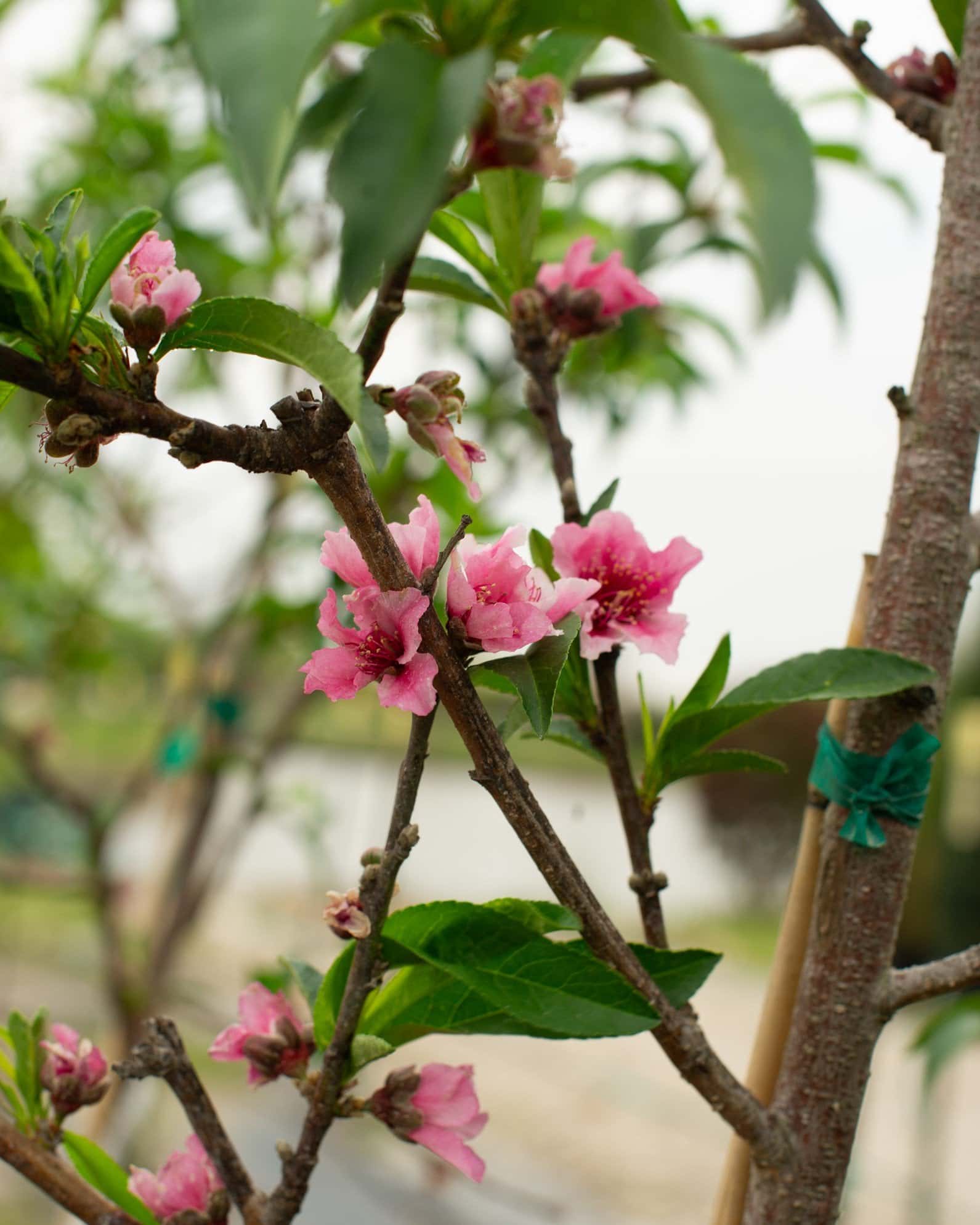 Hale Haven Peach - Main Image