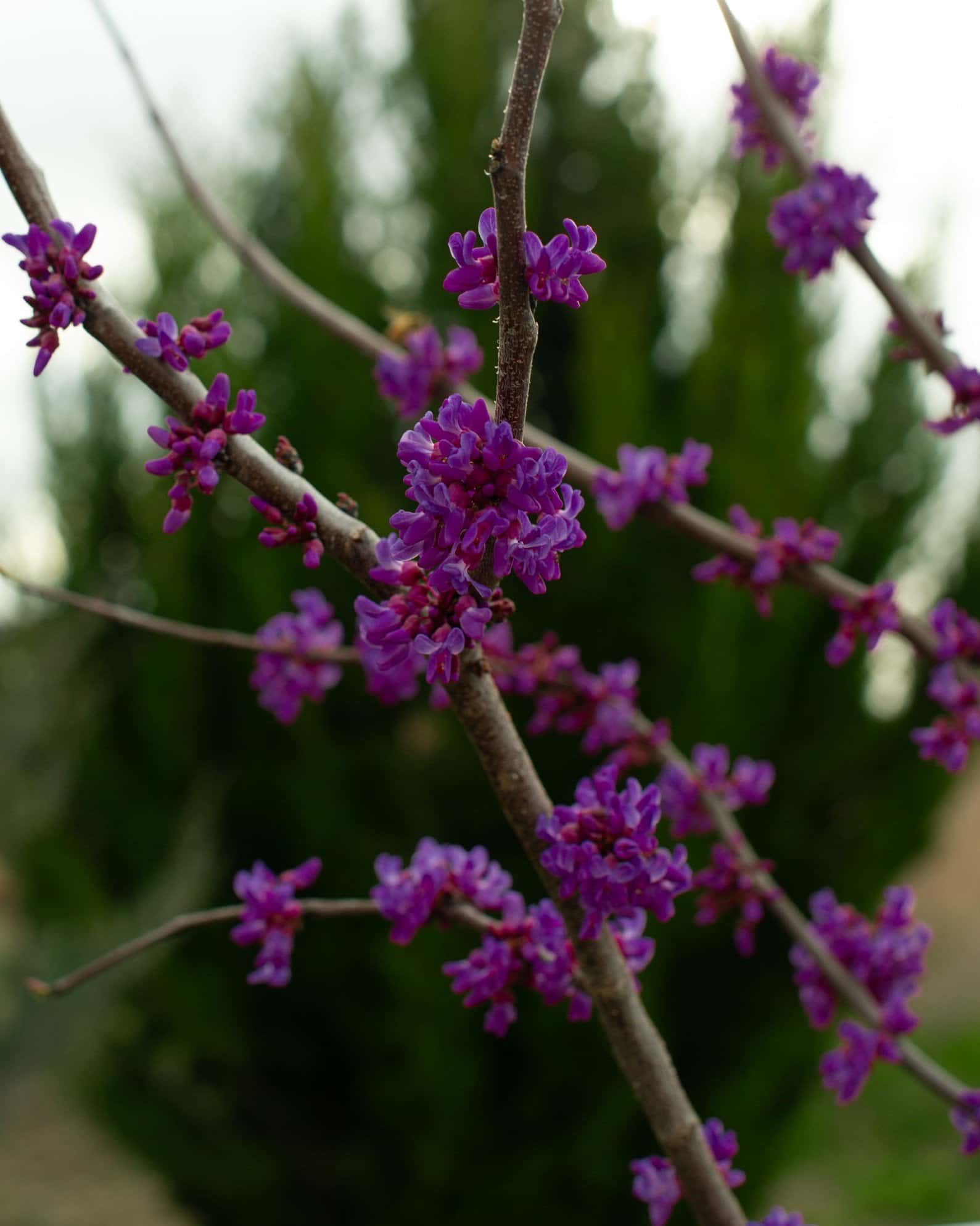 Luscious Lavender Redbud - Main Image