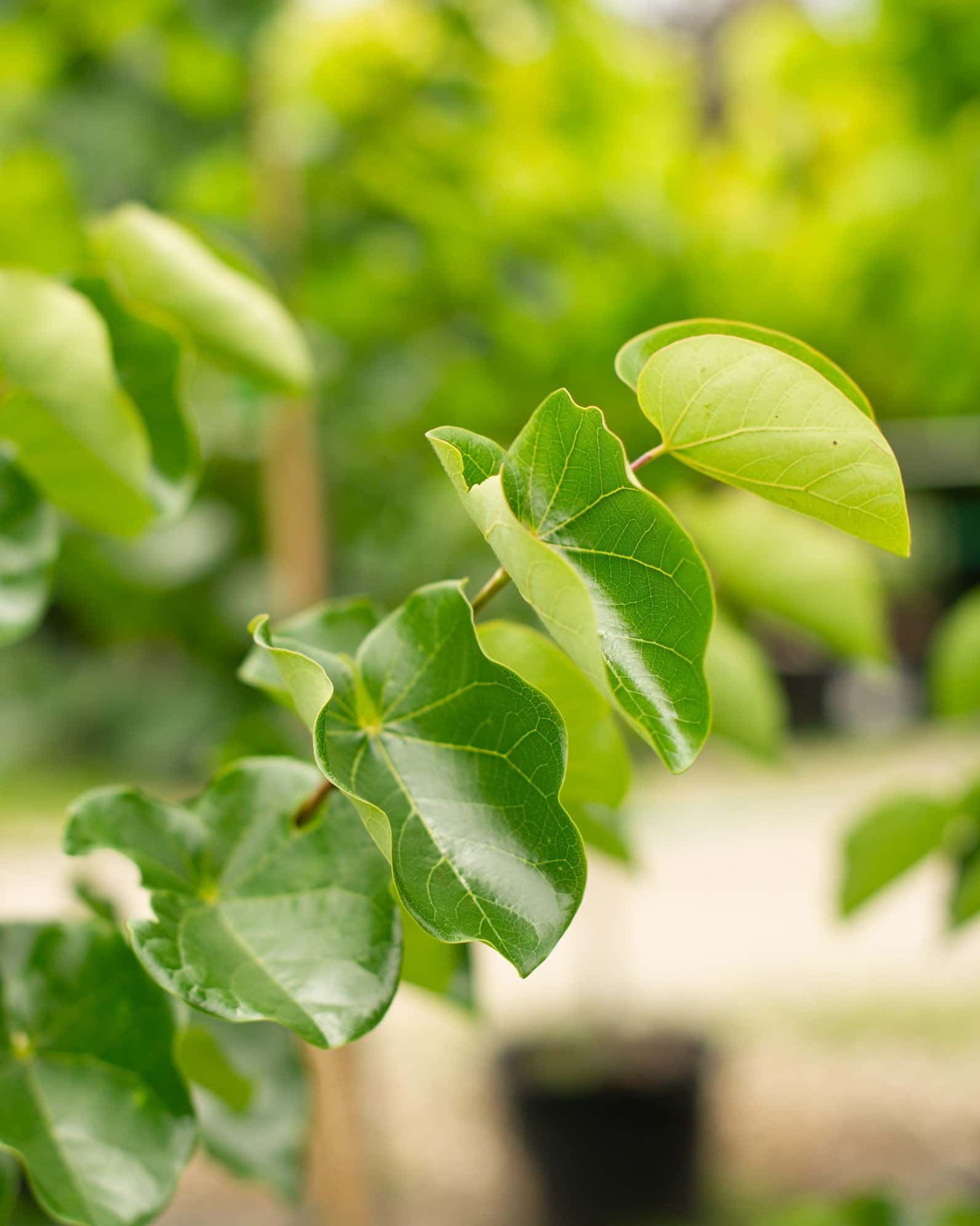 Luscious Lavender Redbud - Image 1