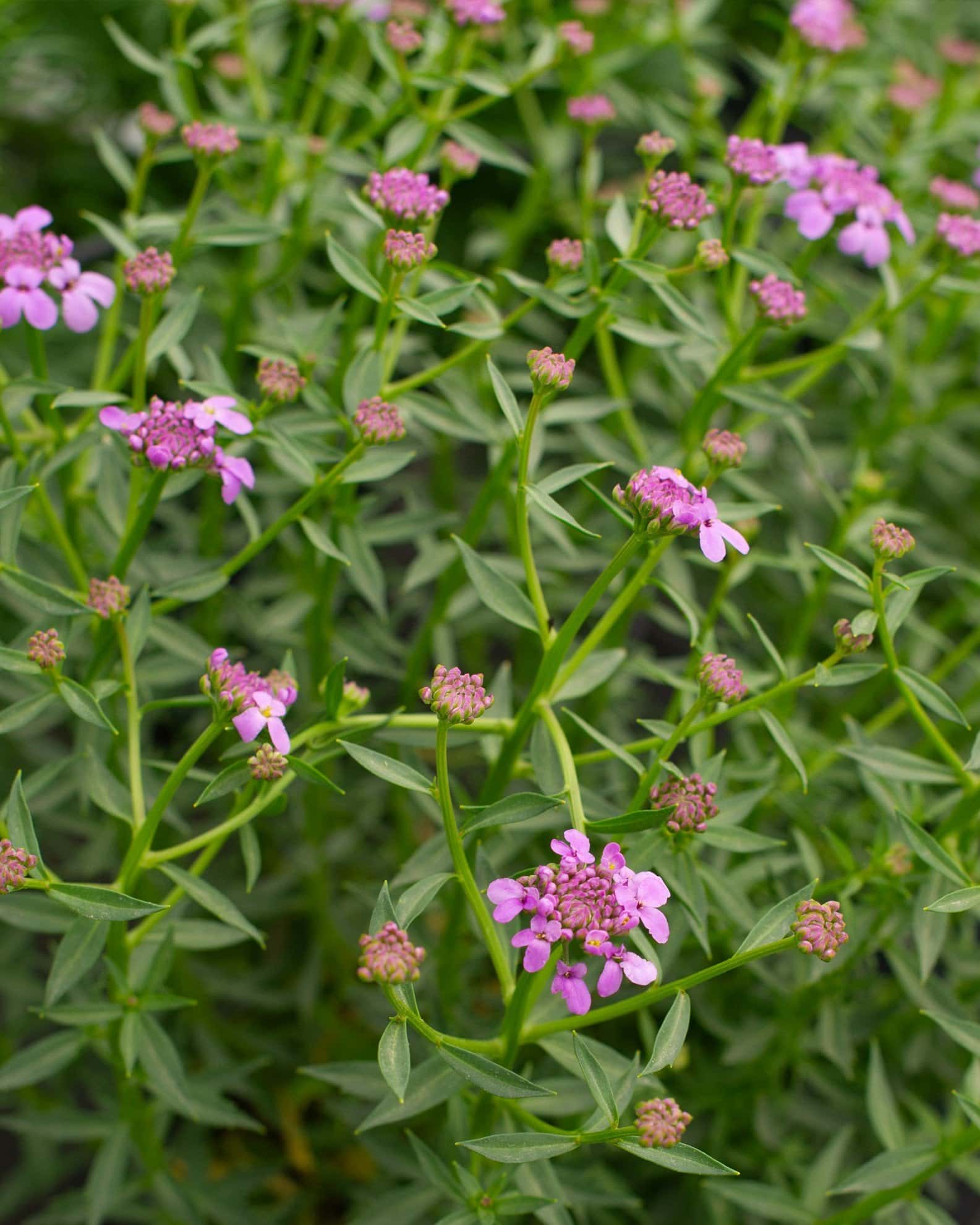 Mermaid Lavender Candytuft - Image 2