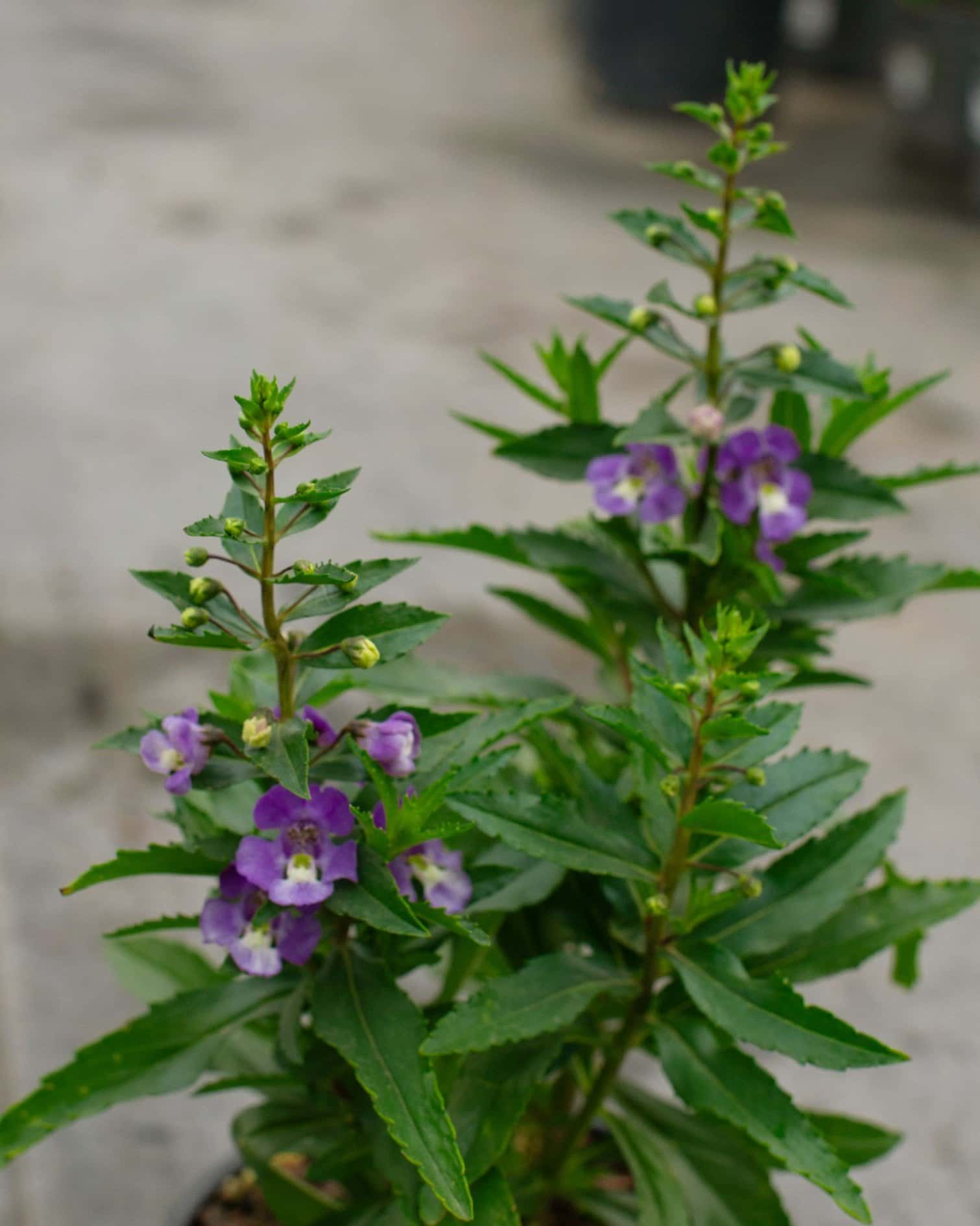 Archangel Blue Bicolor Angelonia - Main Image