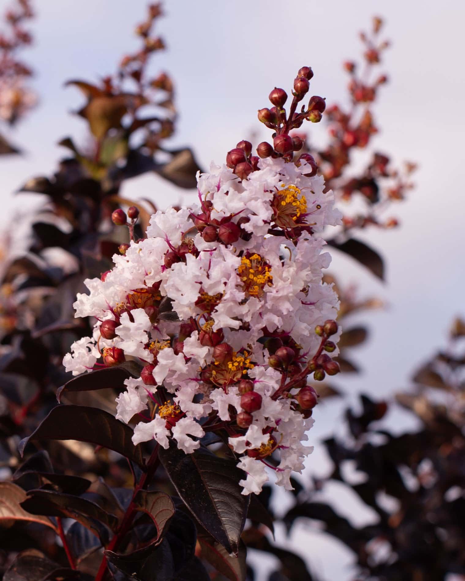 White Flash Crape Myrtle - Main Image