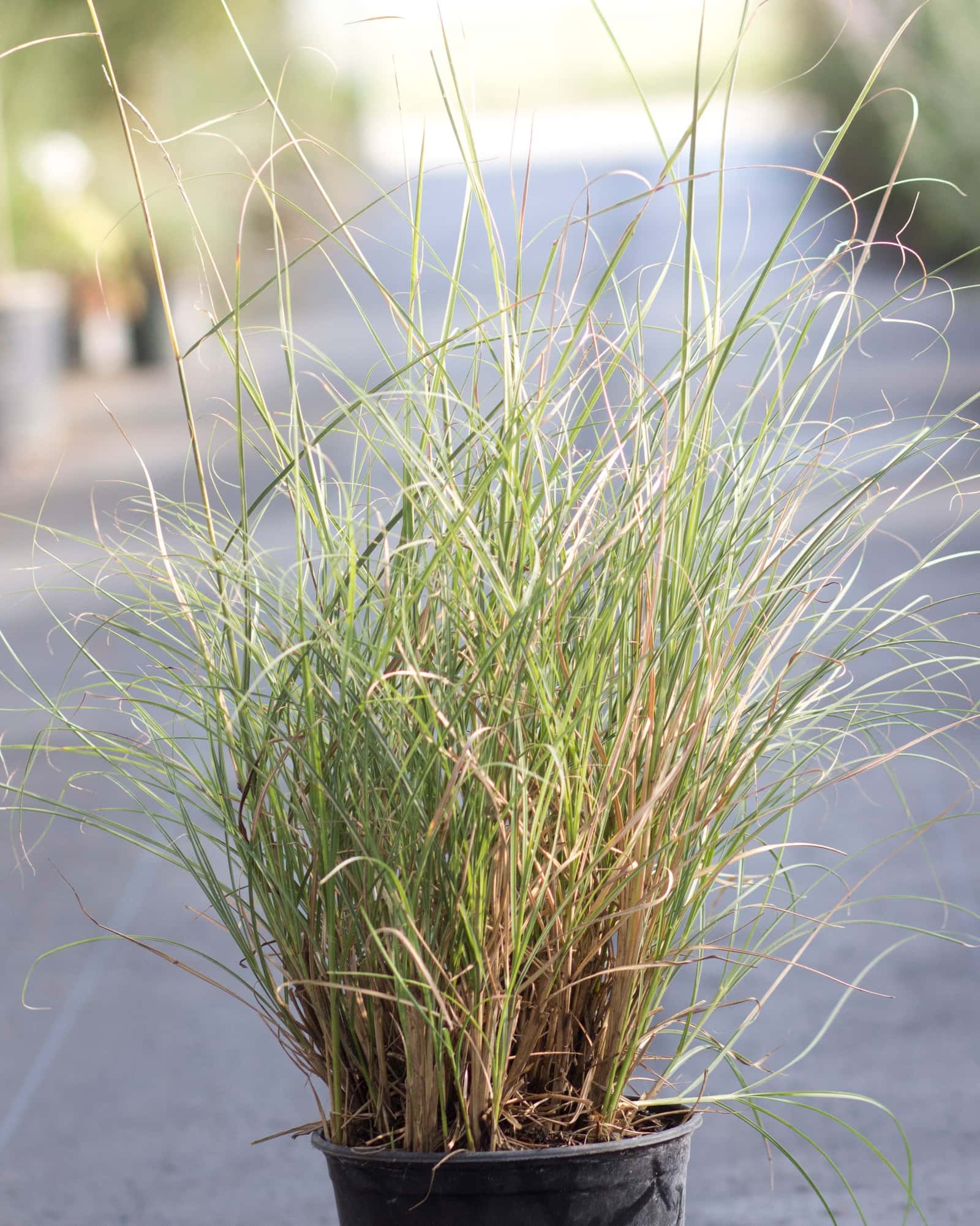 Little Kitten Miscanthus - Main Image