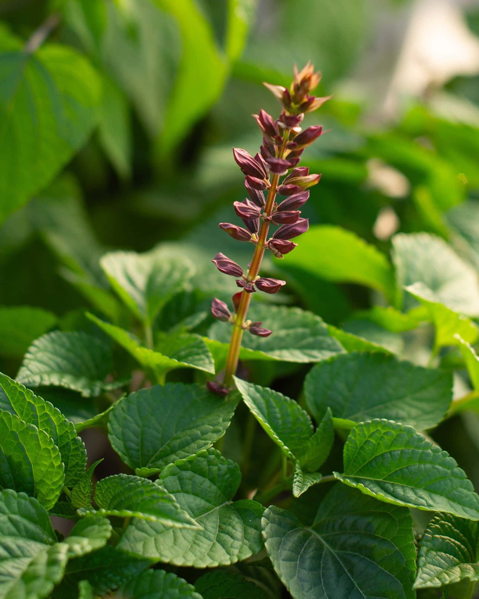 Salgoon Lake Flamingo Salvia - Image 1