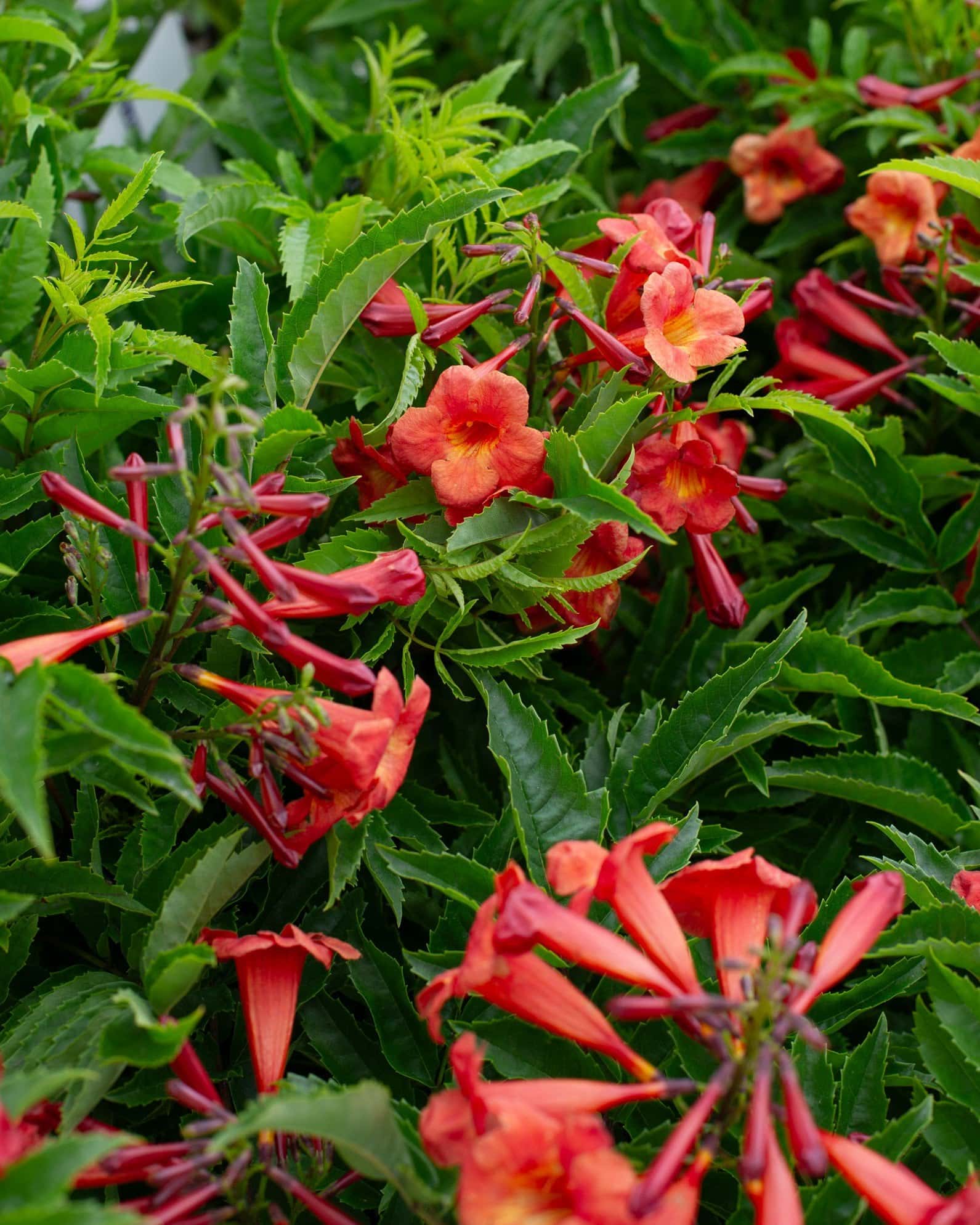 Bells of Fire Esperanza - Main Image