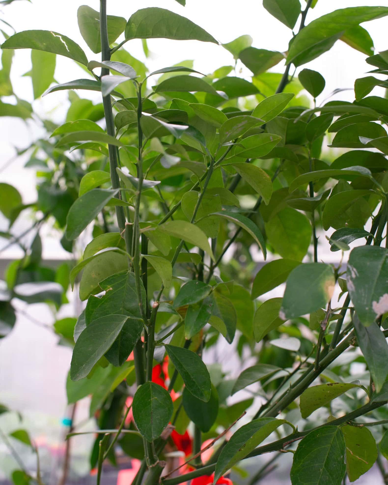 Hamlin Sweet Orange - Main Image