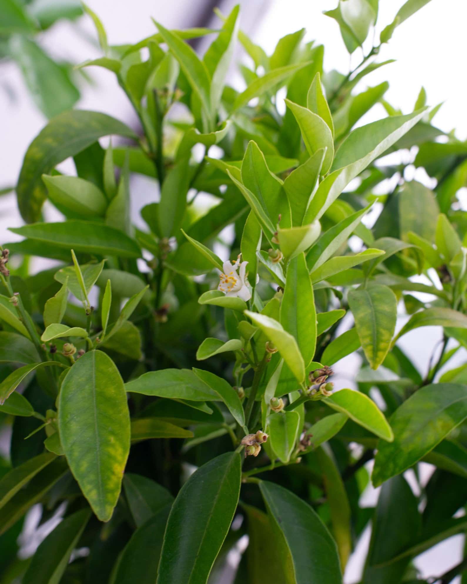 Clementine Mandarin - Main Image