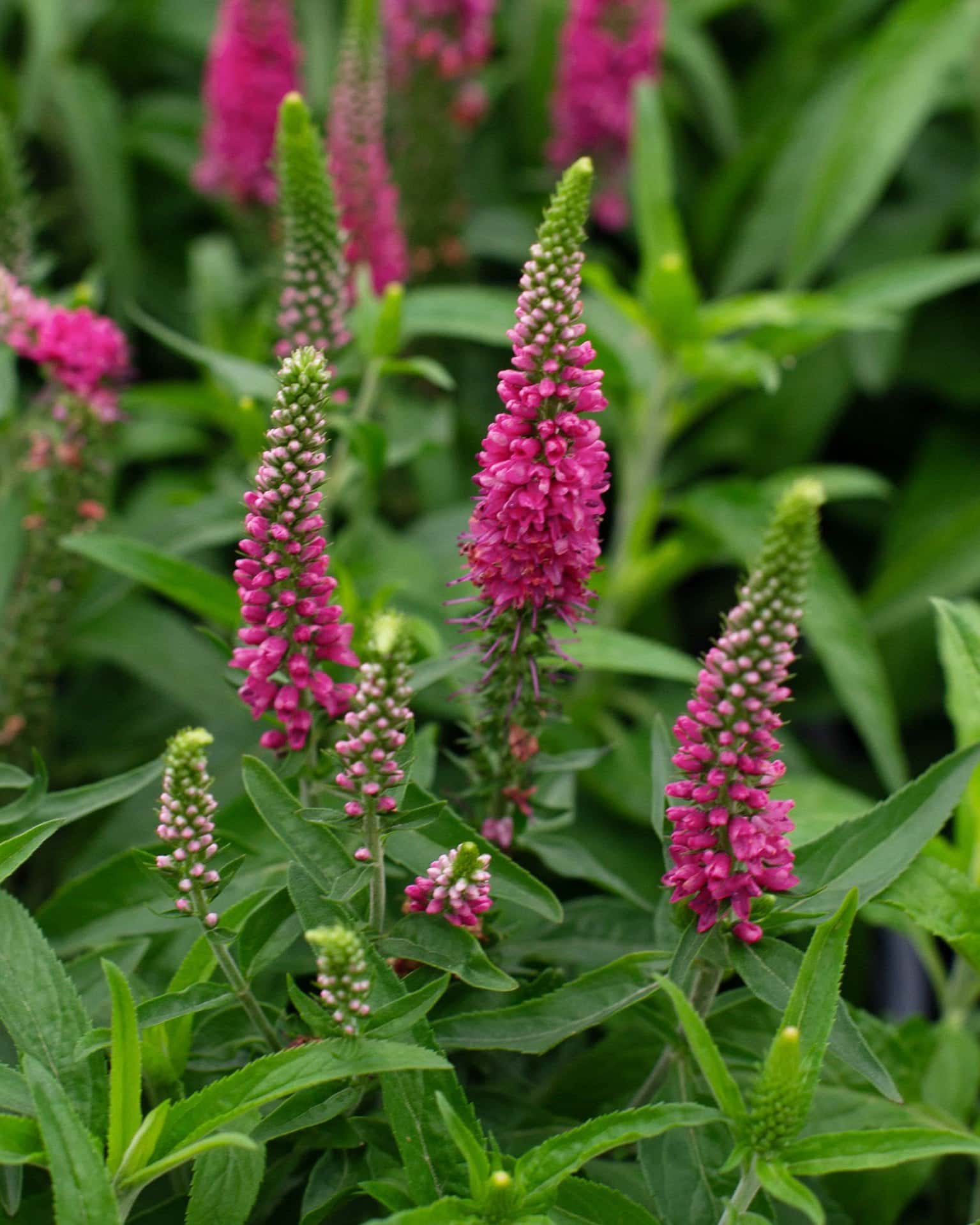 Vernique Raspberry Veronica - Main Image