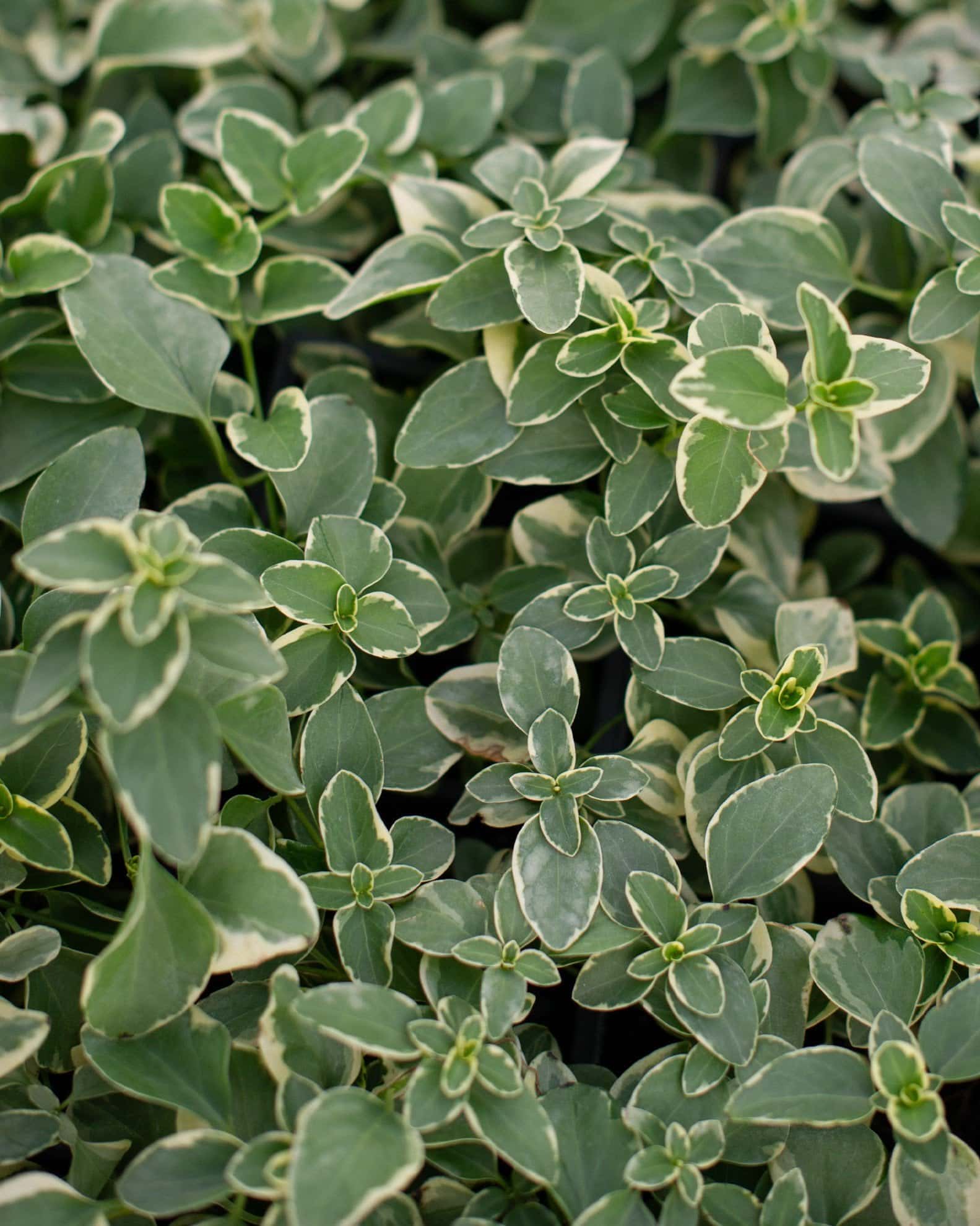 Variegated Vinca - Main Image