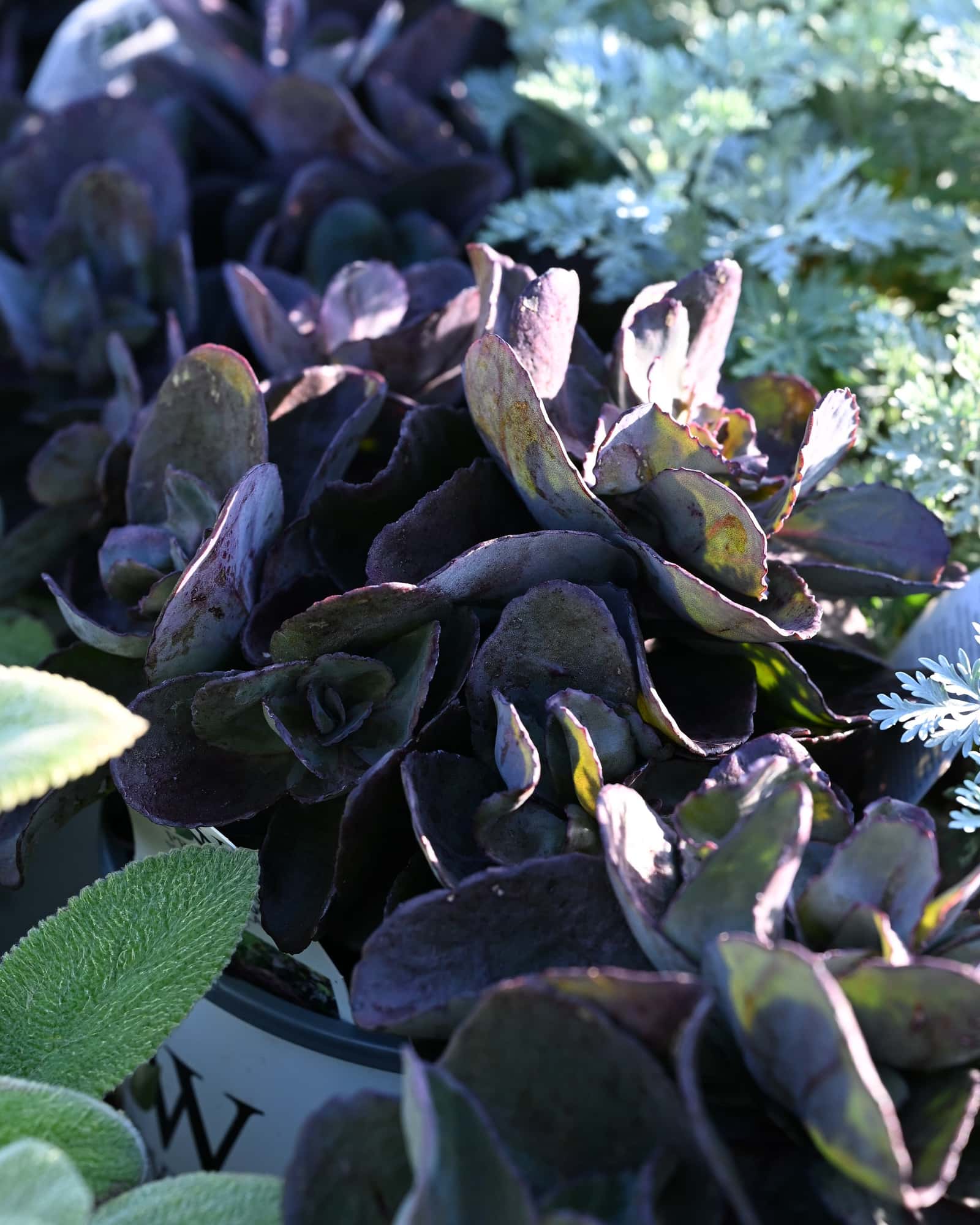 Rock 'N Grow Back in Black Sedum - Main Image
