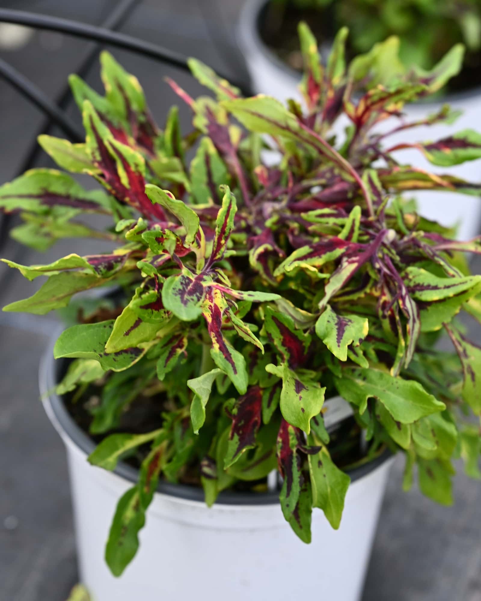 FlameThrower Chili Pepper Coleus - Main Image