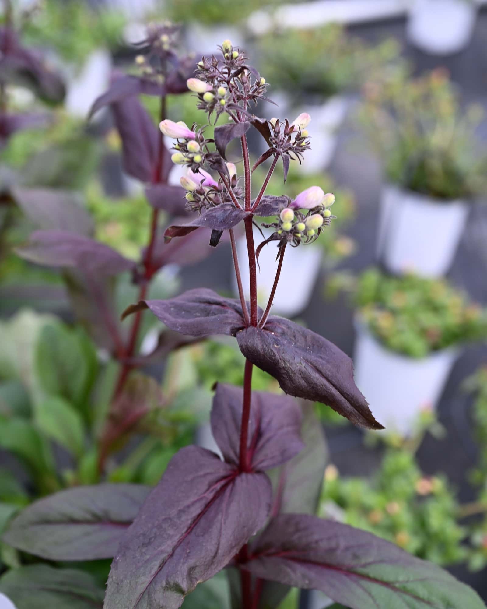Dakota Burgundy Penstemon - Main Image