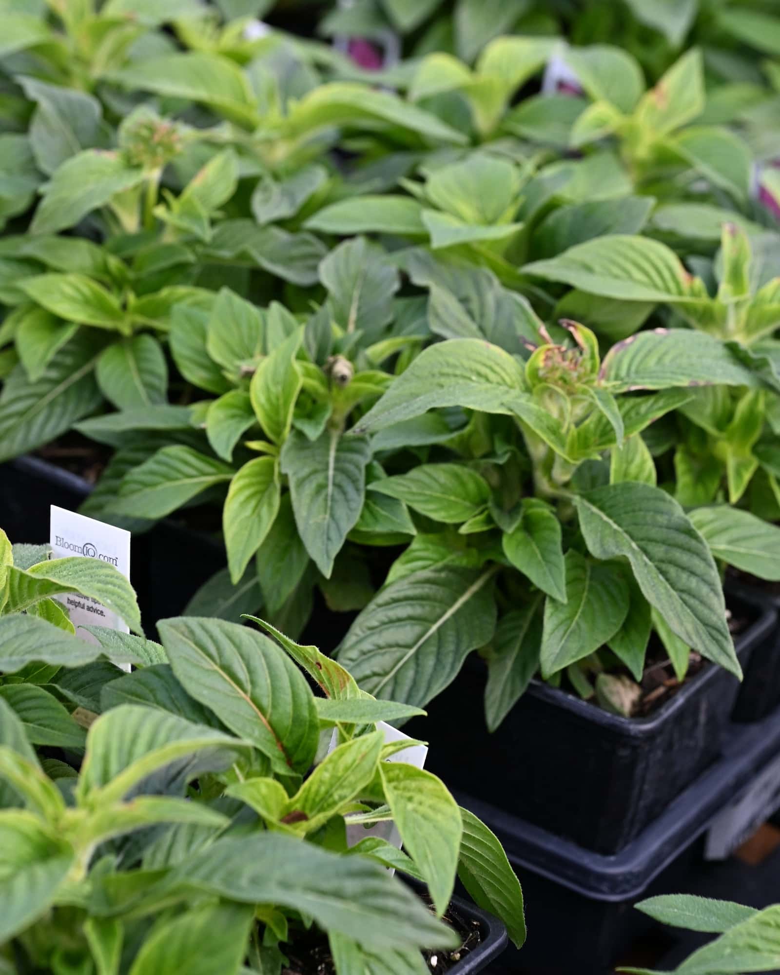 Graffiti Deep Red Pentas - Main Image