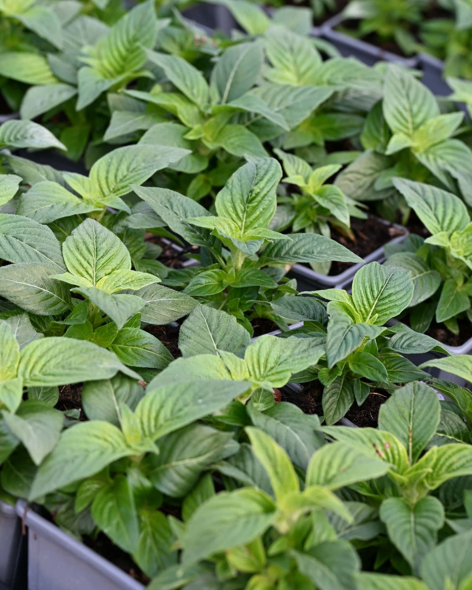 Graffiti Select Mix Pentas - Main Image