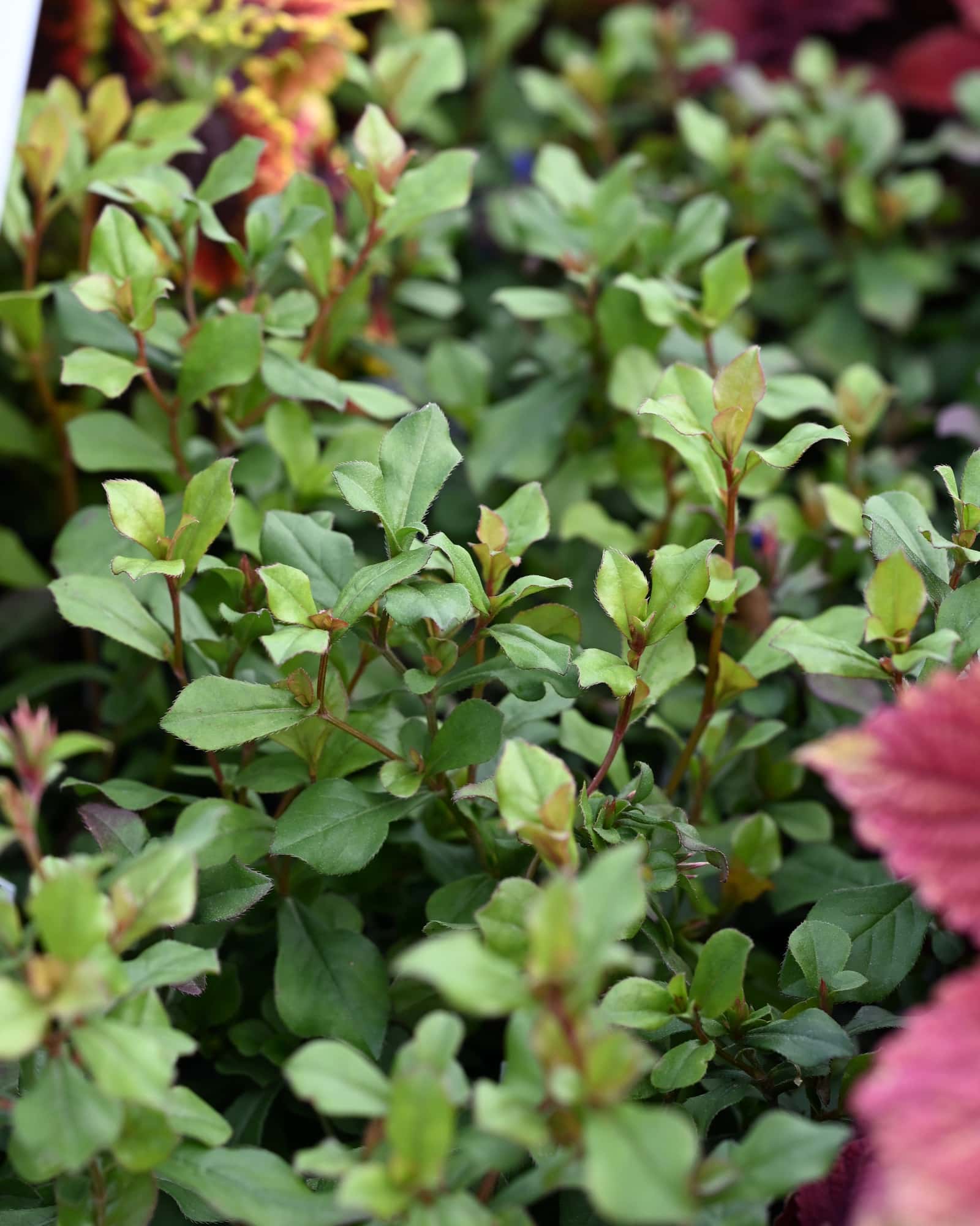 Creeping Plumbago - Main Image