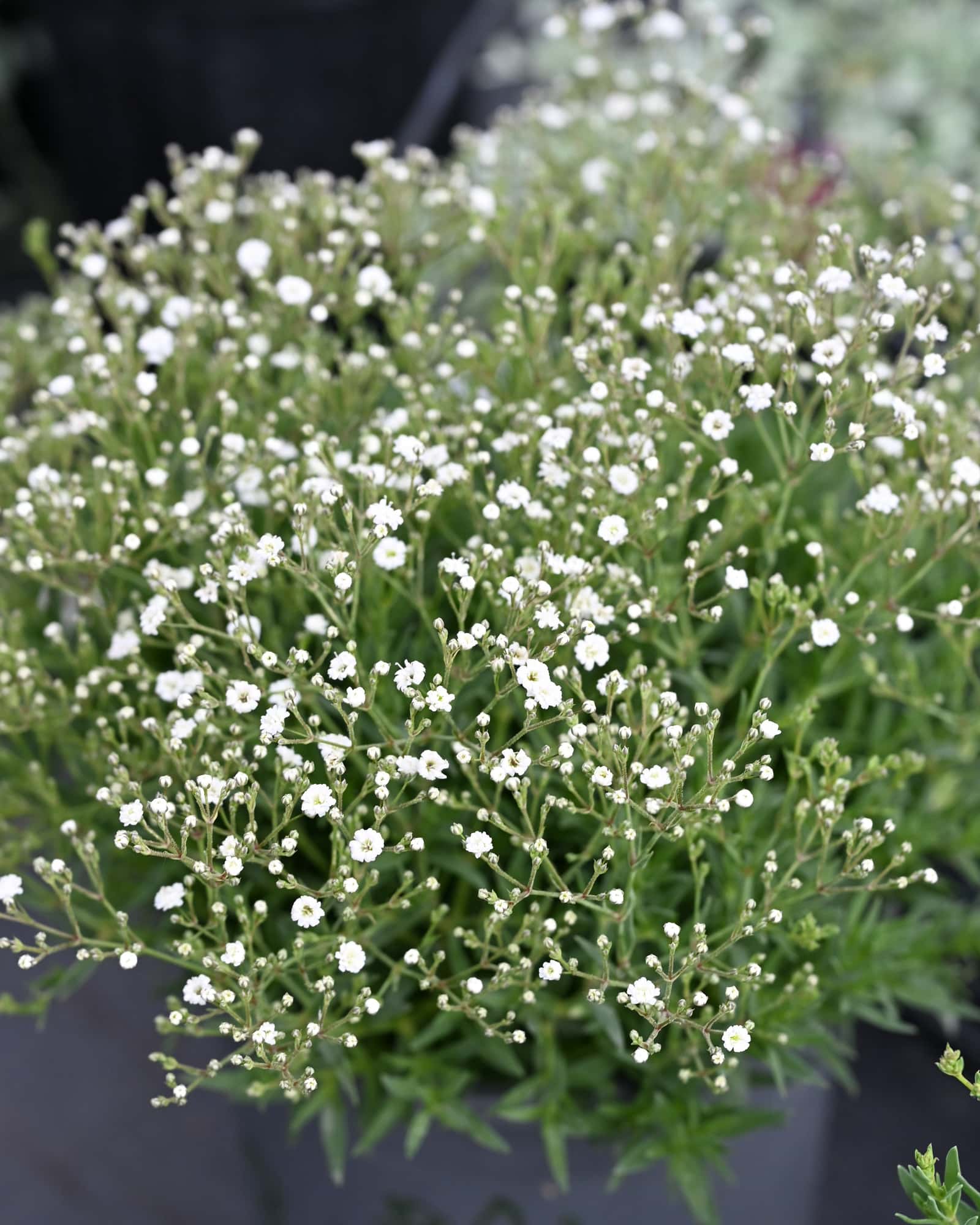 Summer Sparkles Baby's Breath - Main Image