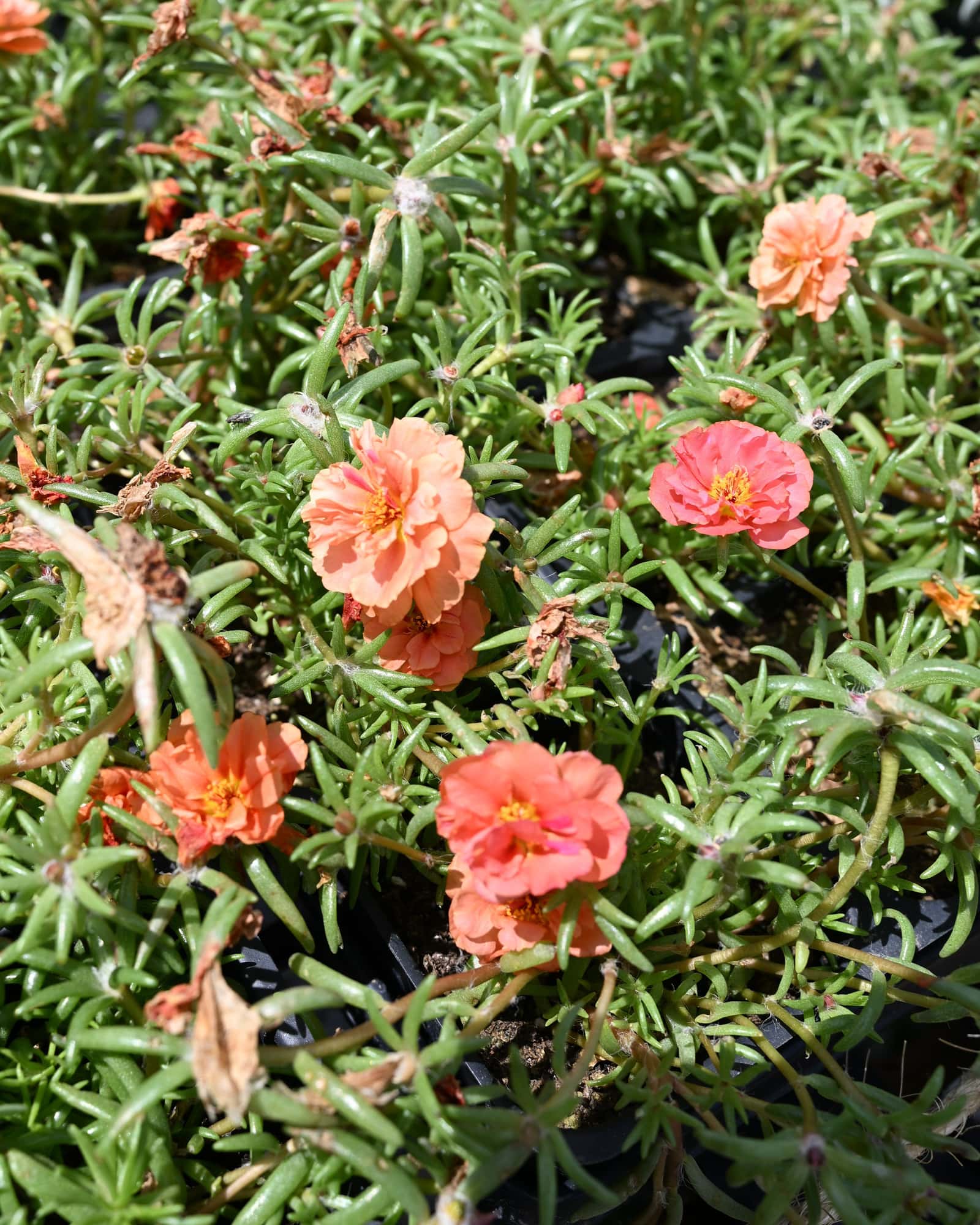 Happy Hour Orange Moss Rose Portulaca - Main Image