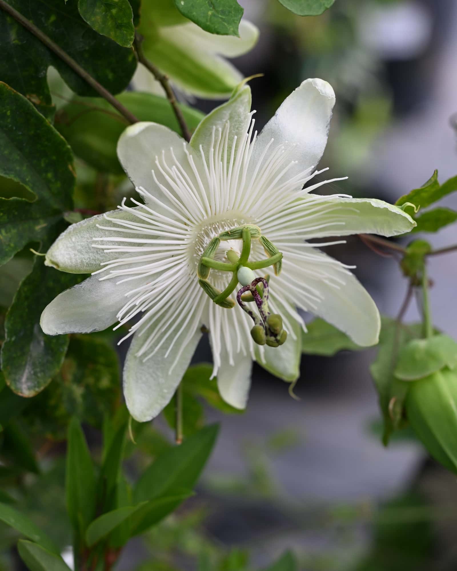 Riverside Snow Queen Passionflower - Main Image