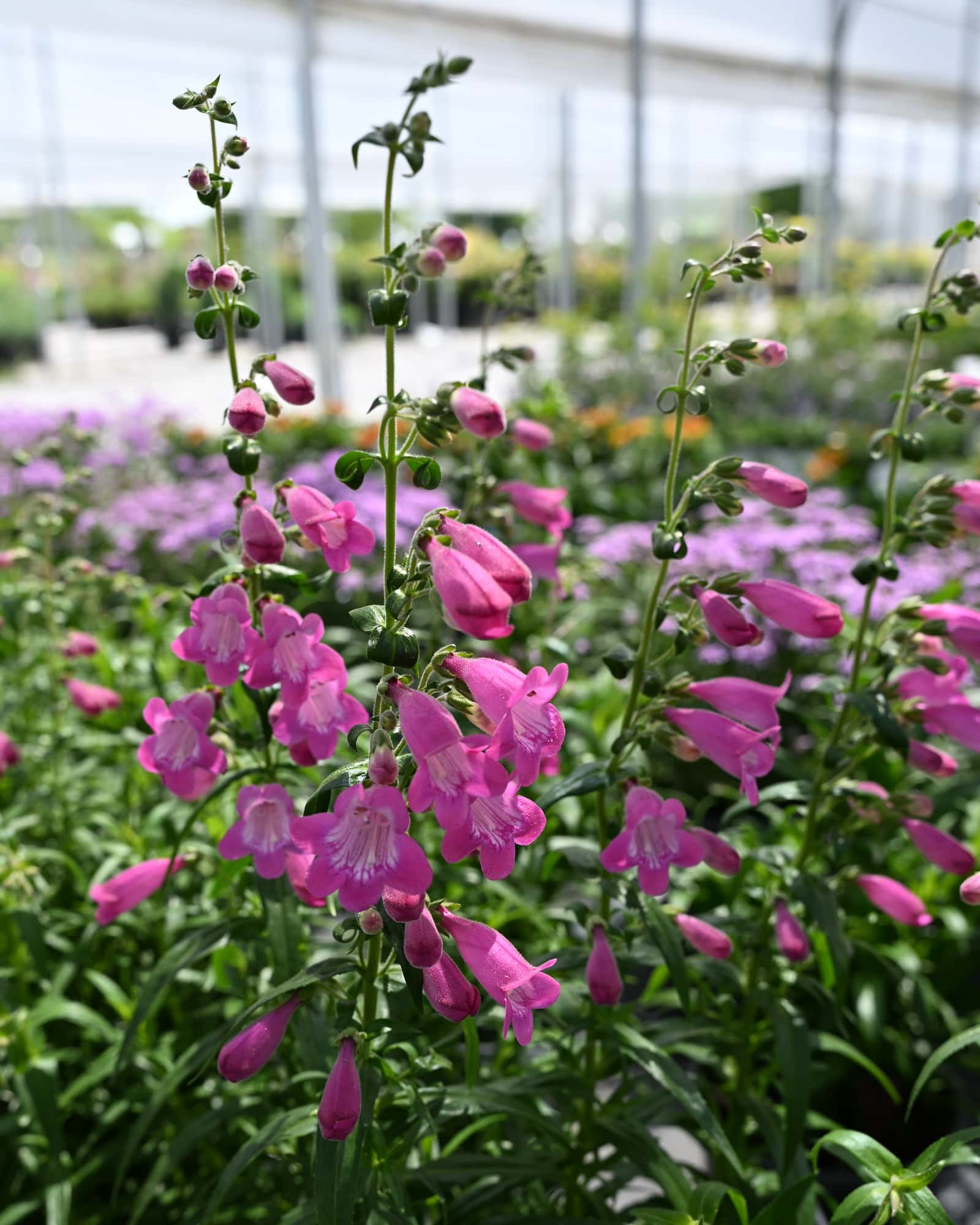 Mountain Treats Fuchsia Penstemon - Main Image