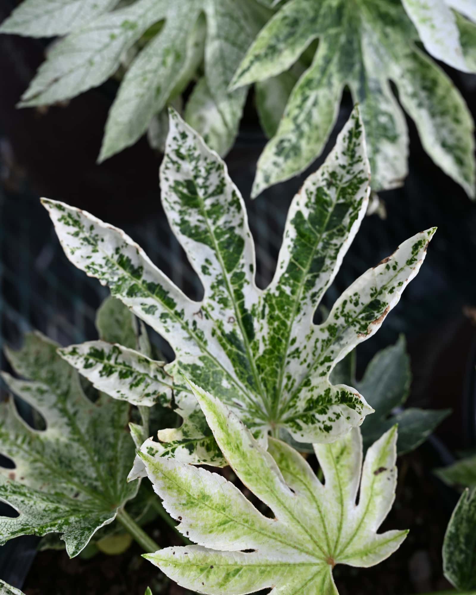 Spider's Web Japanese Aralia - Main Image