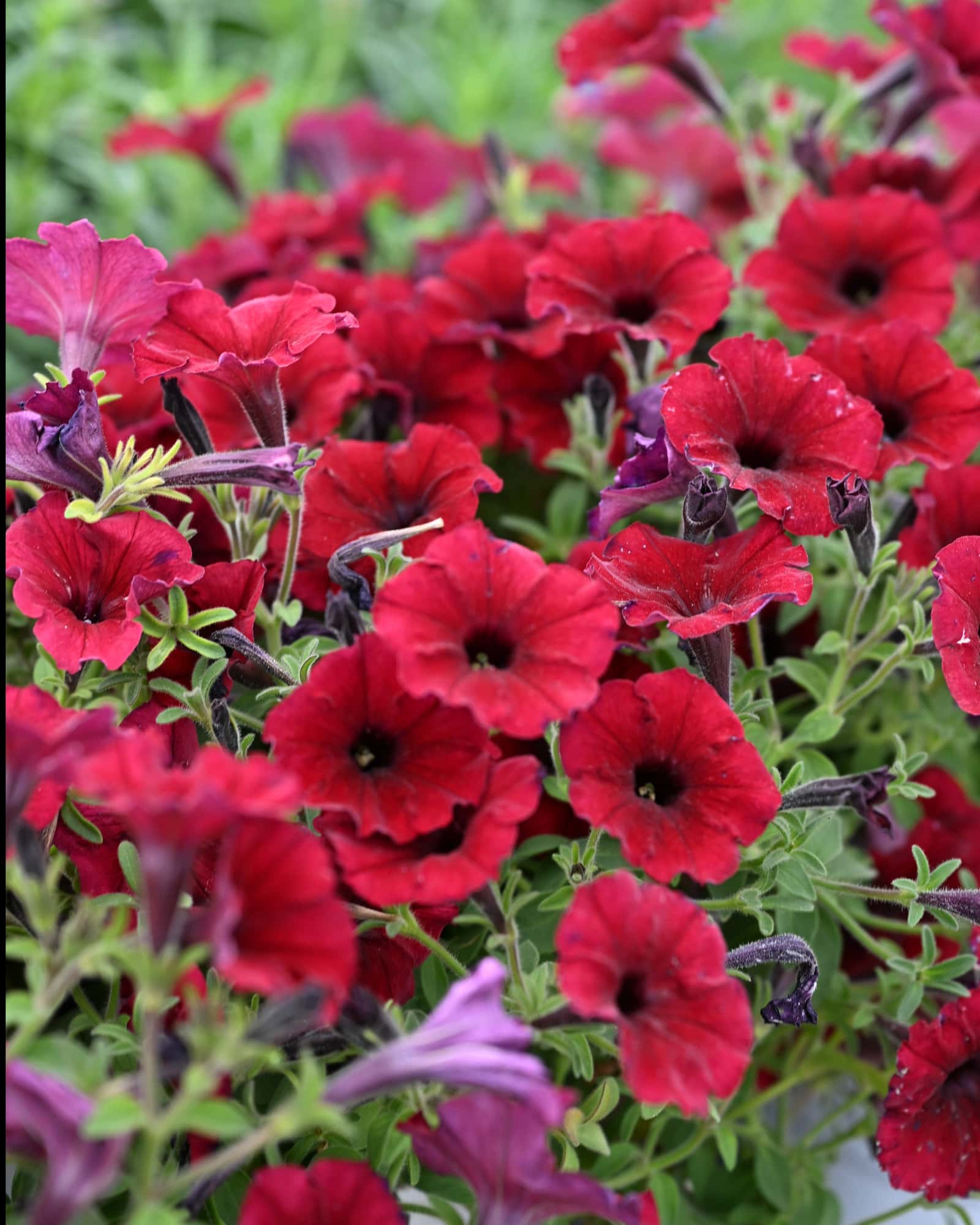 Supertunia Black Cherry Petunia - Main Image