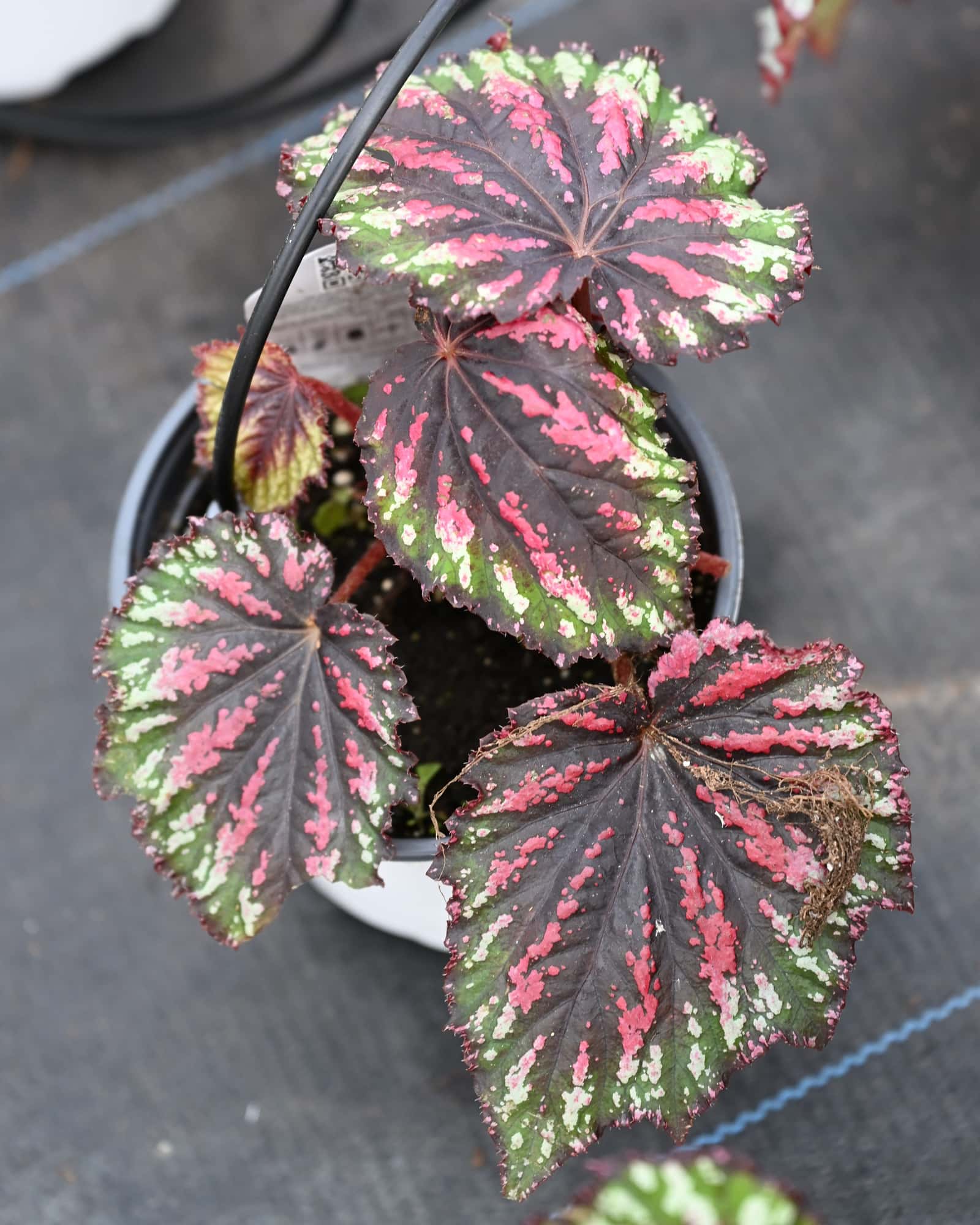 T Rex Painter's Palette Begonia - Main Image