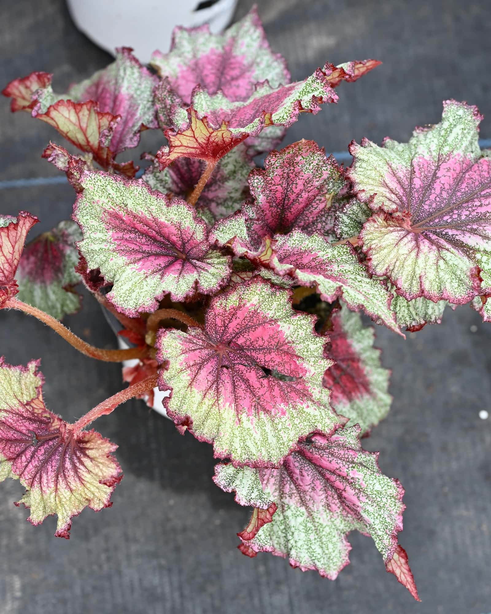 T Rex Stardust Begonia - Main Image