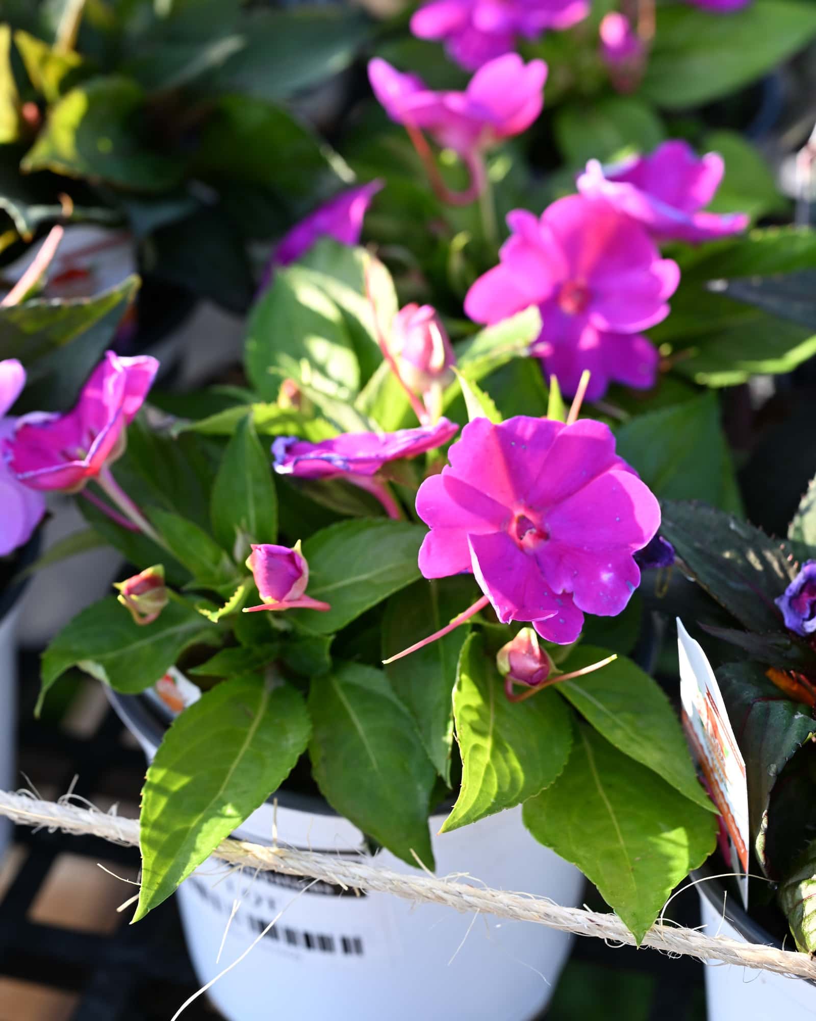 Sunpatiens Compact Purple Impatiens - Main Image
