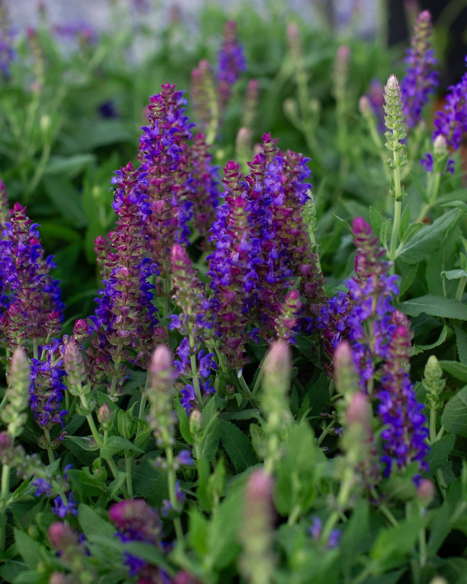 Apex Blue Meadow Salvia - Main Image